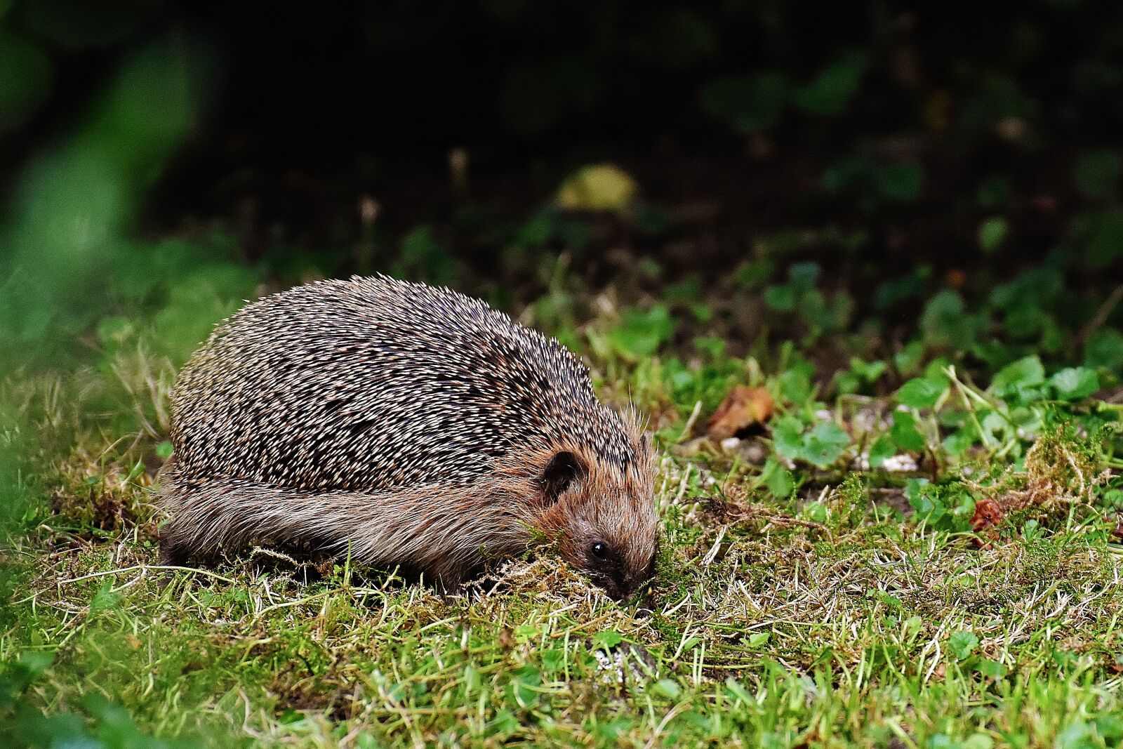 Nikon D7200 sample photo. Hedgehog, hard working, build photography