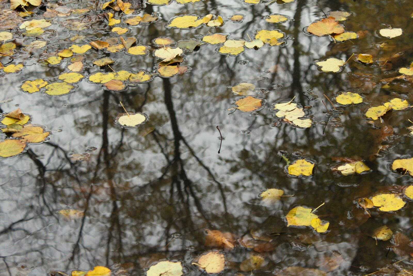 Canon EOS 1200D (EOS Rebel T5 / EOS Kiss X70 / EOS Hi) sample photo. Foliage, collapse, autumn photography