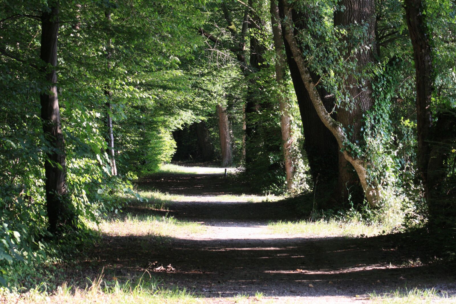 Canon EOS 40D sample photo. Away, trees, nature photography