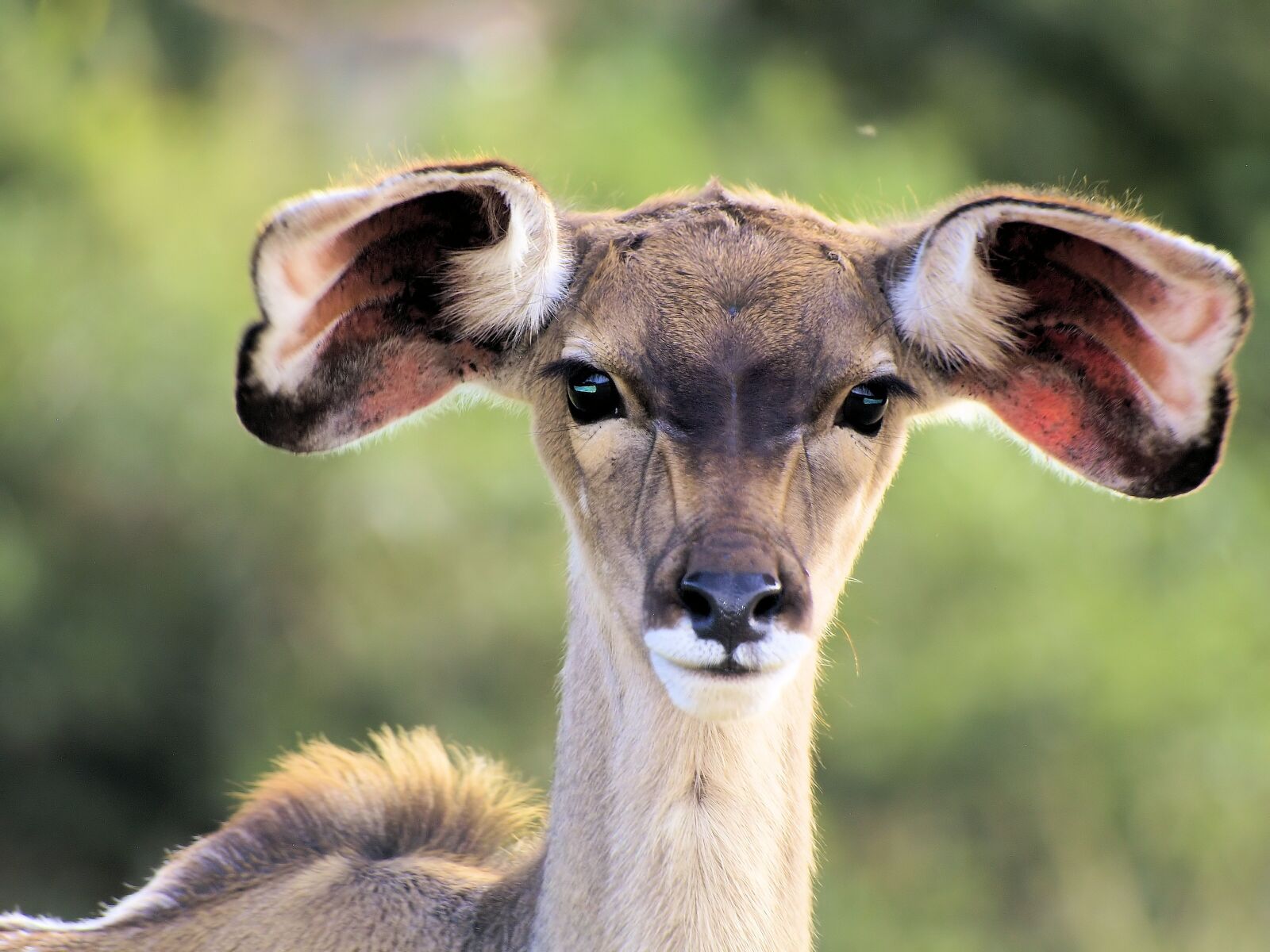 Olympus E-400 (EVOLT E-400) sample photo. Animal, kudu, young photography