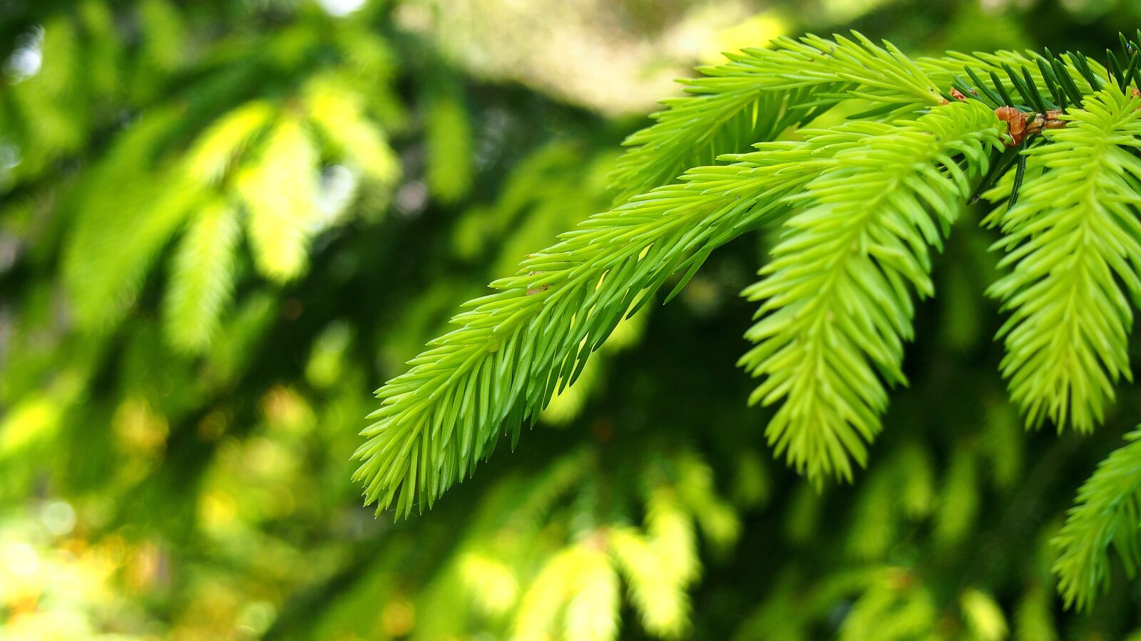 Olympus PEN E-PL6 sample photo. Iglak, needle, coniferous photography