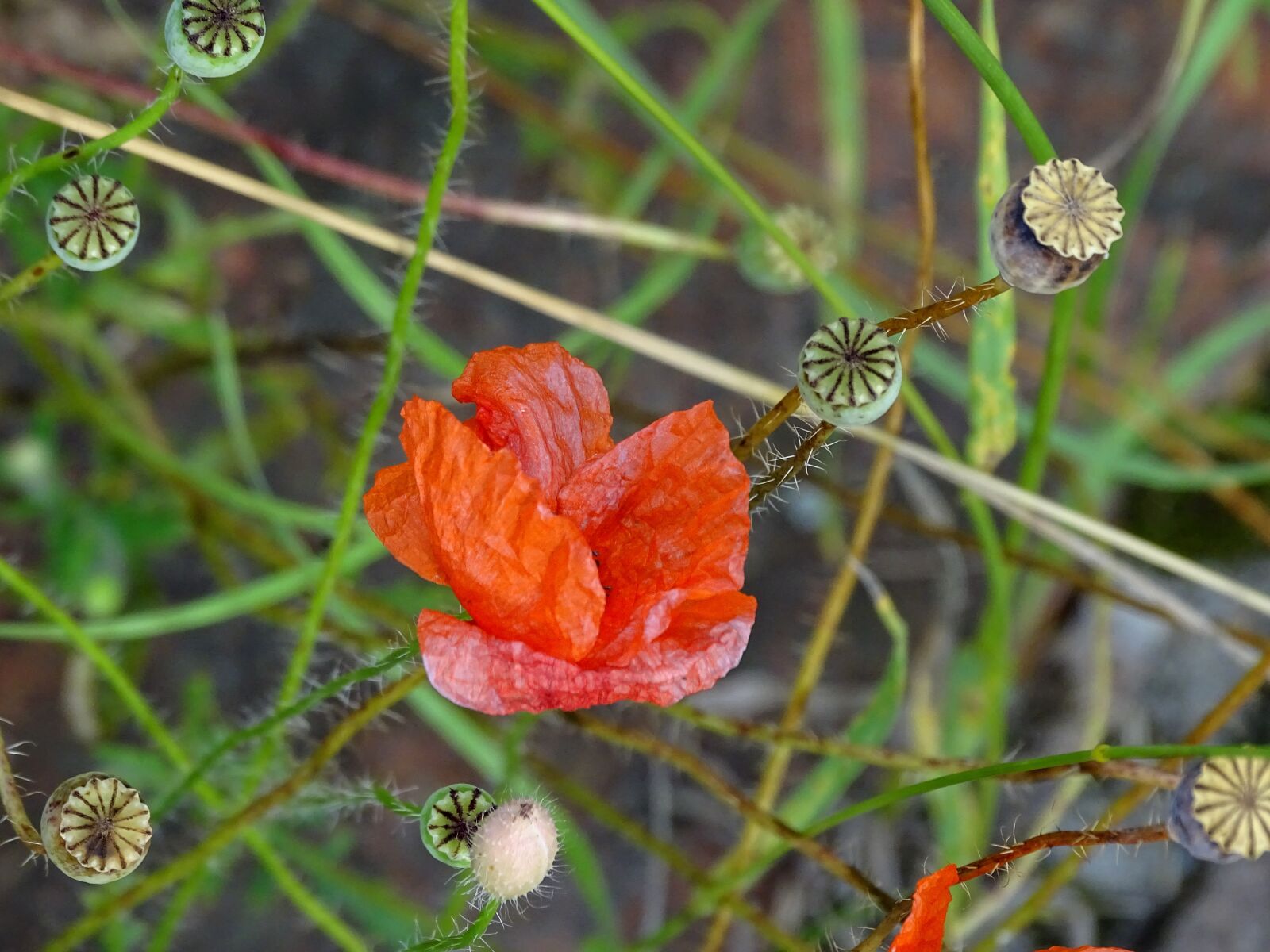 Sony Cyber-shot DSC-HX400V sample photo. Poppy, blossom, bloom photography