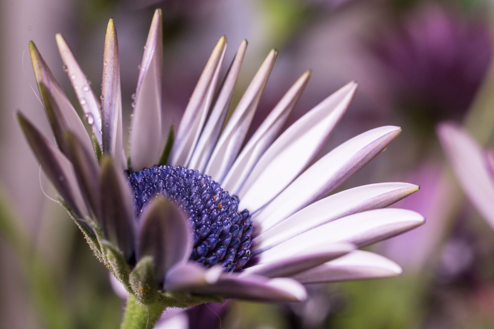 Canon EOS 70D + Canon EF 50mm F2.5 Macro sample photo. Macro, osteospermum ecklonis, cape photography