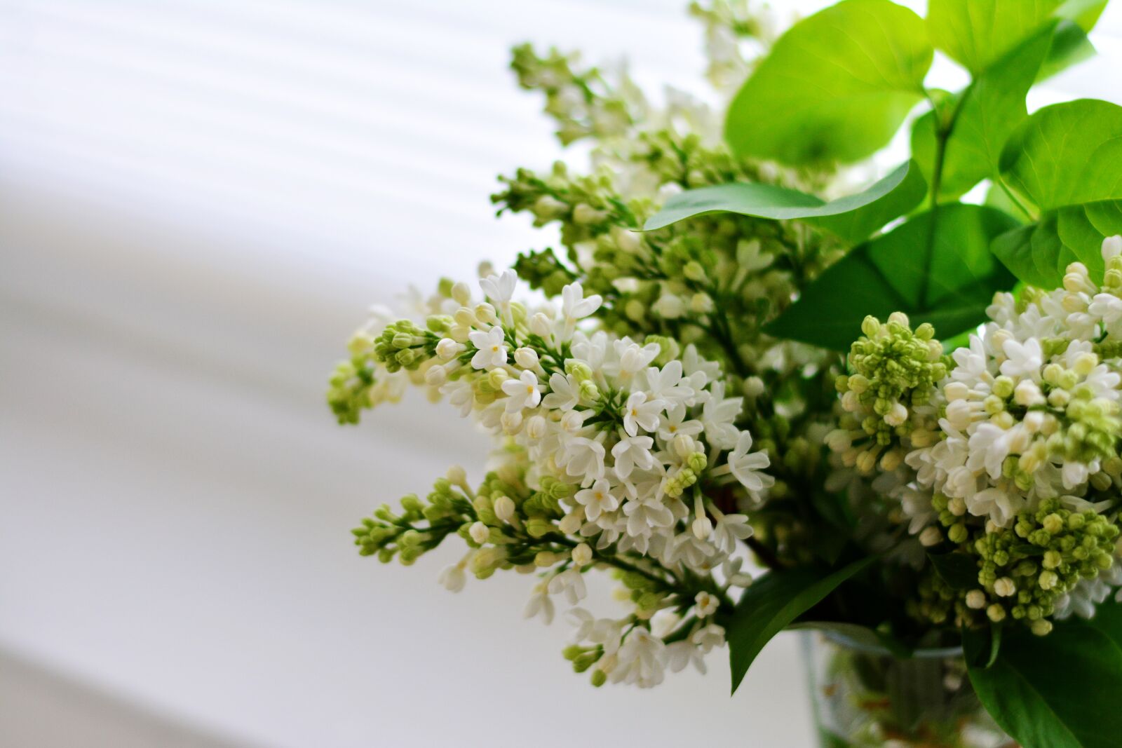 Nikon D5200 sample photo. Lilac, white lilac, spring photography