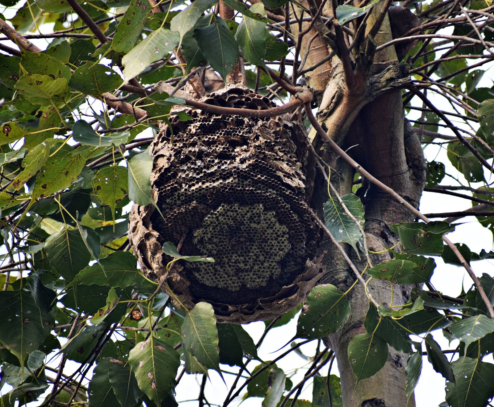 Nikon D3300 sample photo. Yellow bee, nest, beehive photography