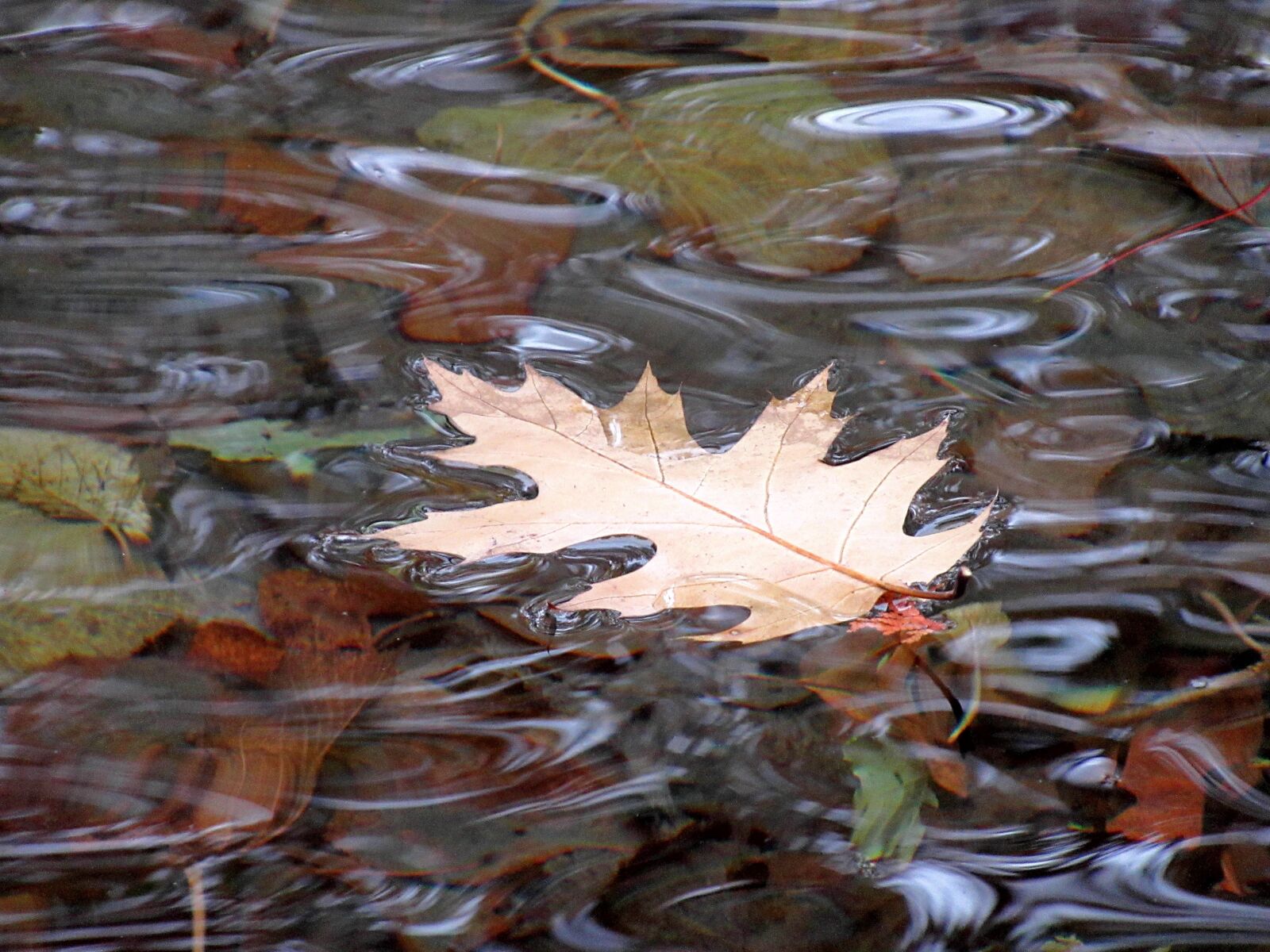 Canon PowerShot SX620 HS sample photo. Leaf, water, nature photography