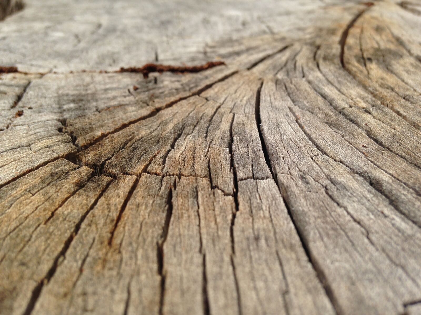 iPhone 5c back camera 4.12mm f/2.4 sample photo. Wood, crack, tree photography