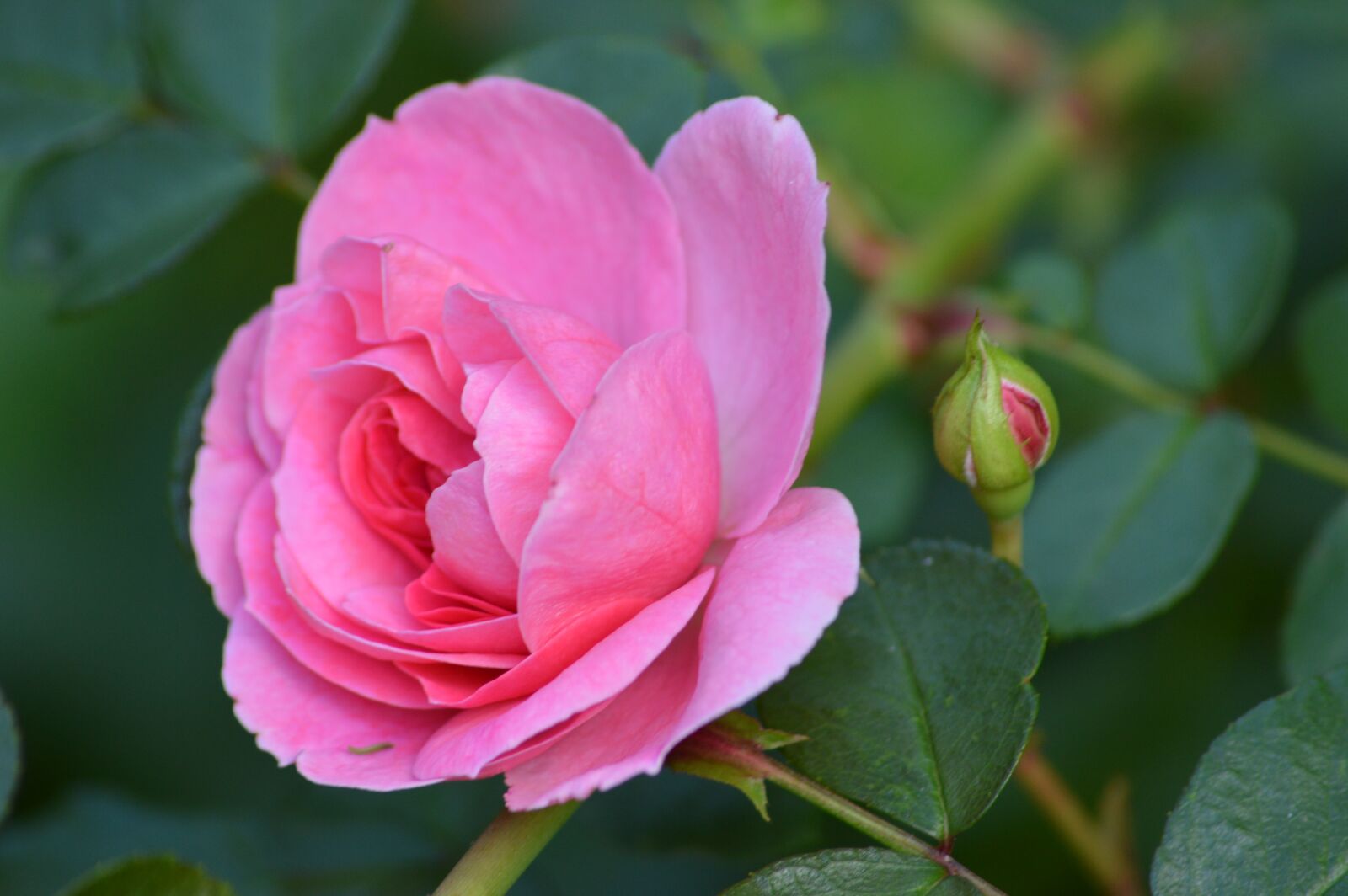 Nikon D3200 sample photo. Pink, flower, garden photography