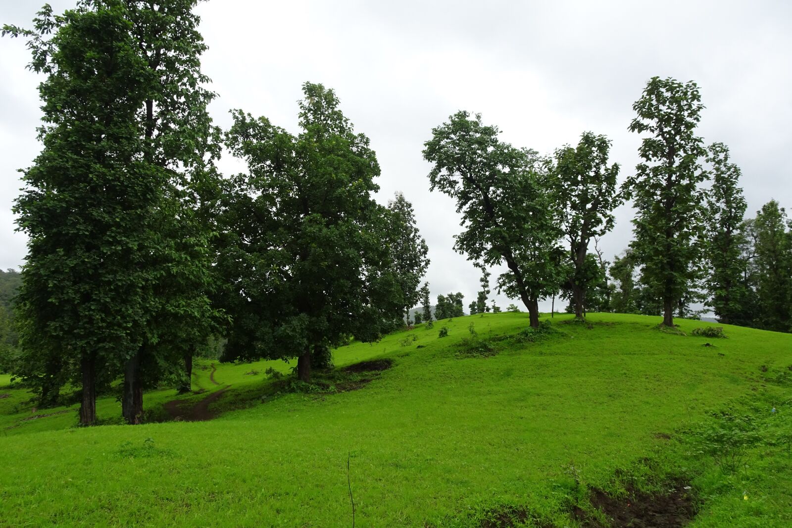 Sony Cyber-shot DSC-HX90V sample photo. Landscape, nature, green photography