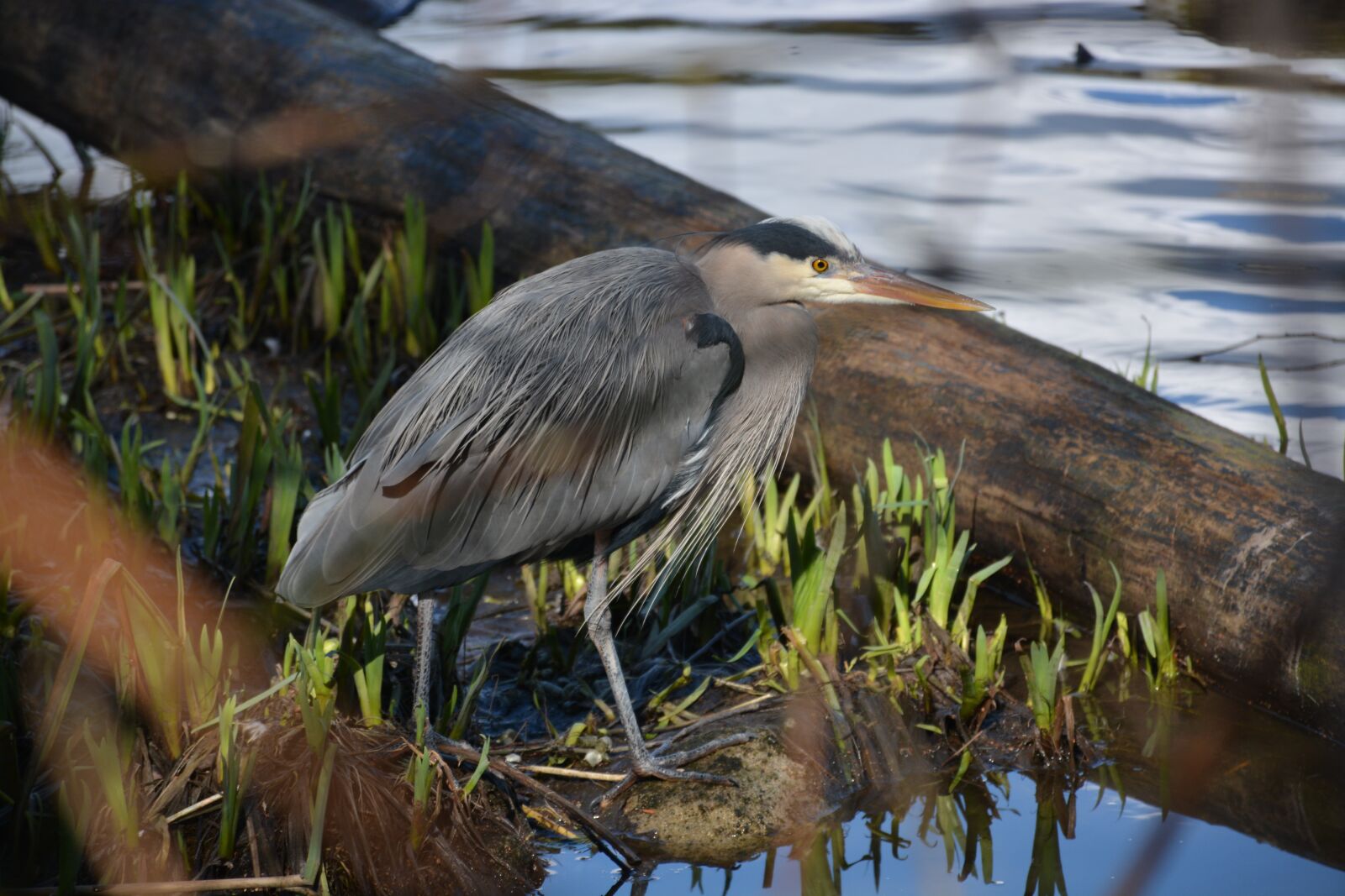 Nikon D7100 sample photo. Pacific great blue heron photography