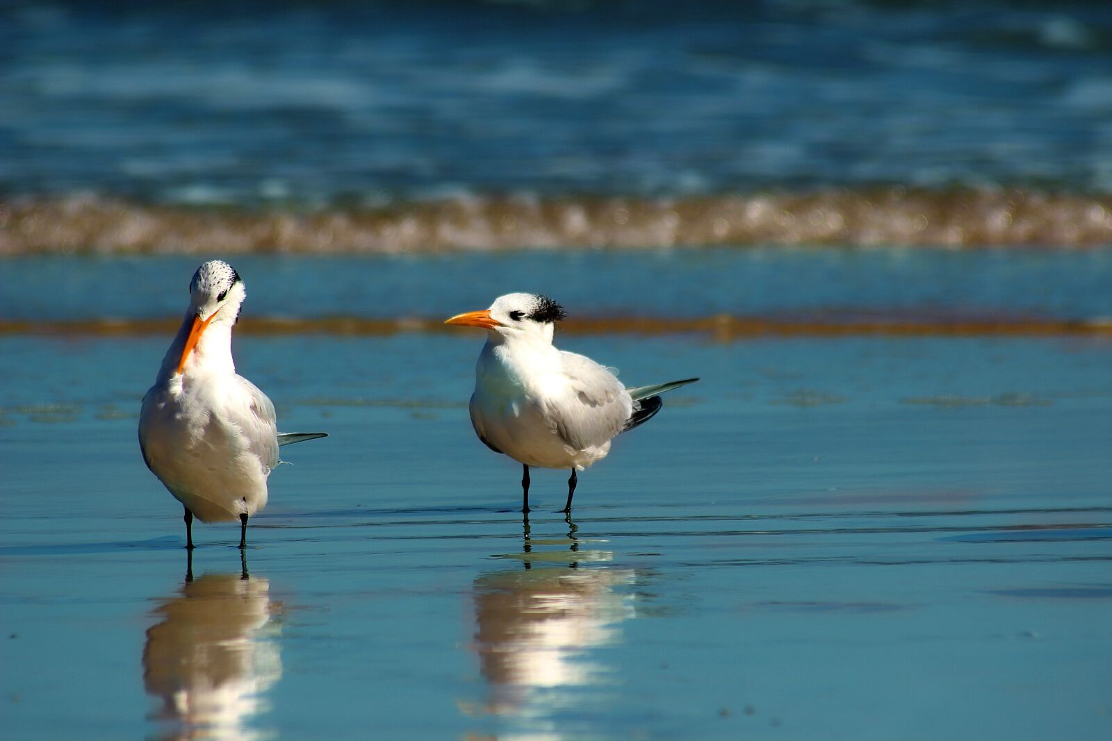 Canon EOS 600D (Rebel EOS T3i / EOS Kiss X5) sample photo. Seagull, birds, beach photography