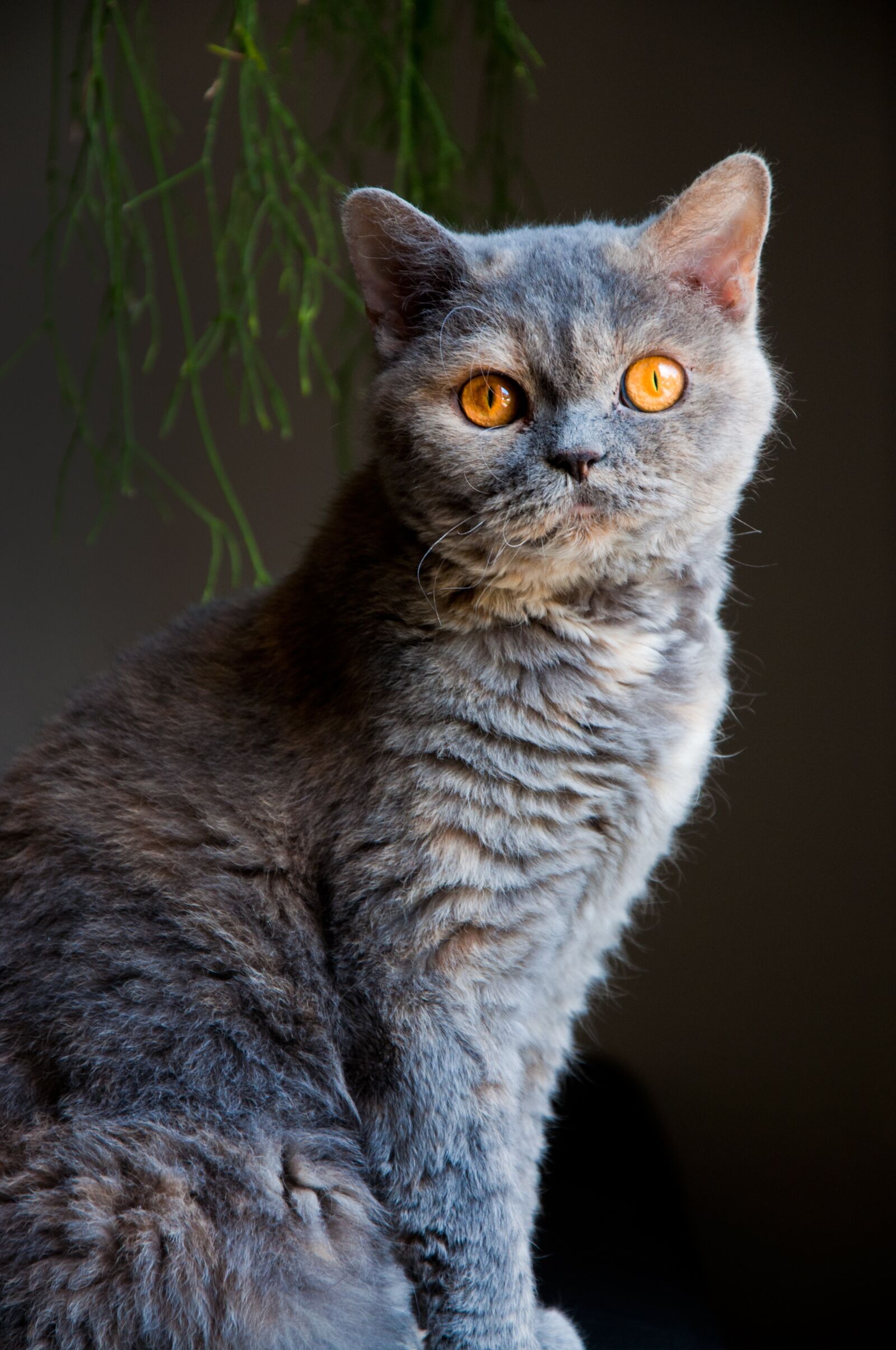 Nikon D90 sample photo. Cat, elegant, sitting photography