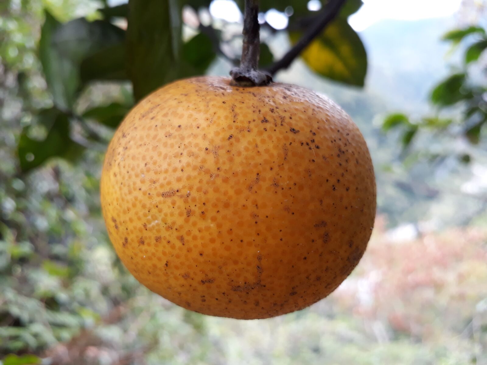 Samsung Galaxy J5 Prime sample photo. Fruit, food, nature photography
