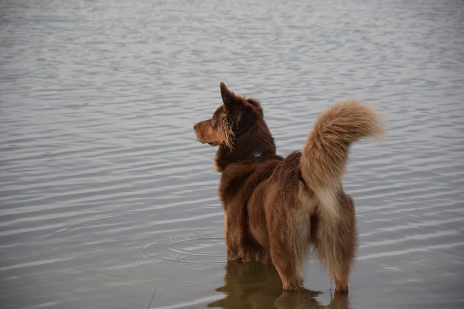 Nikon D3300 sample photo. Dog, water, beach photography
