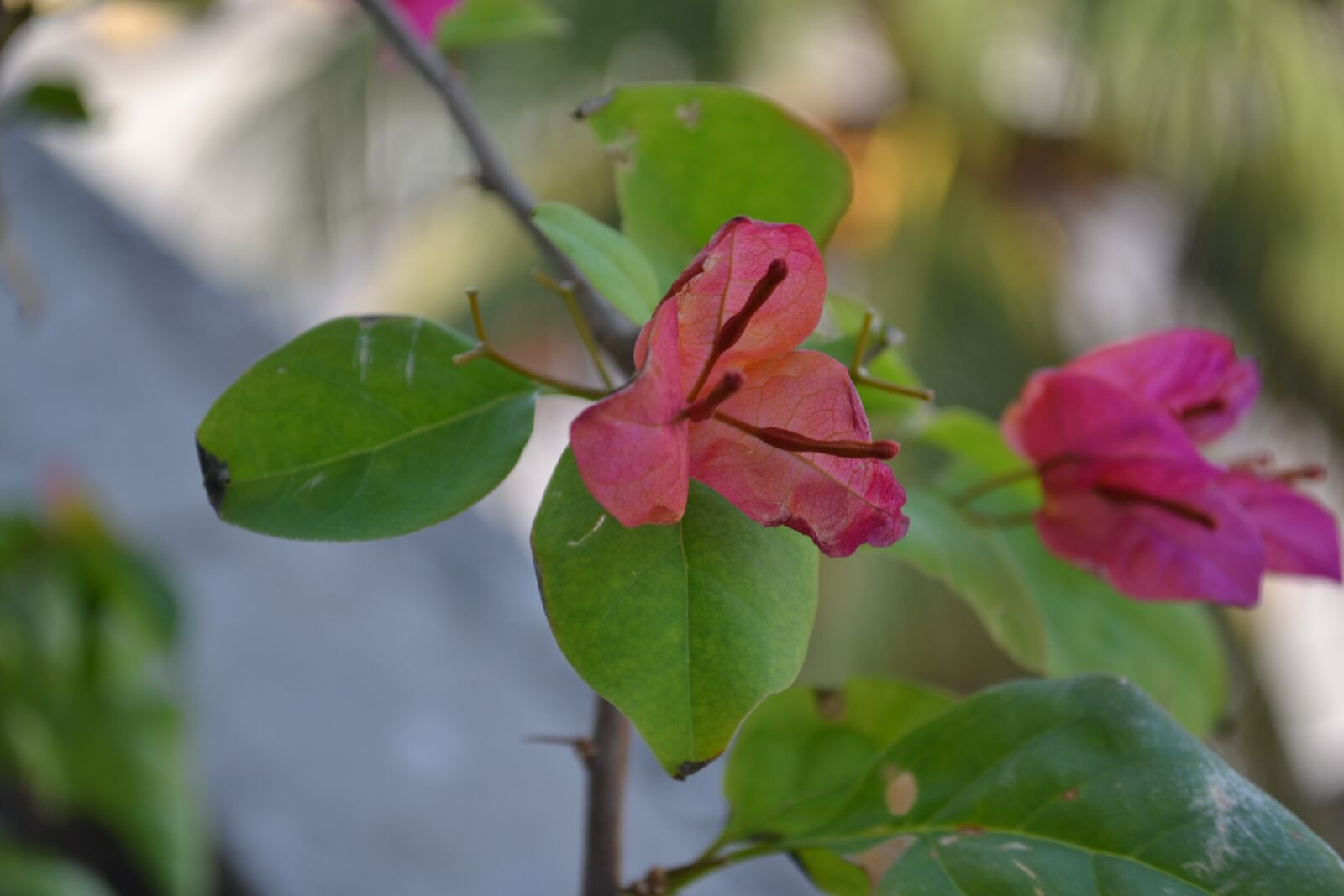 Nikon D3100 sample photo. Plant, flower, nature photography