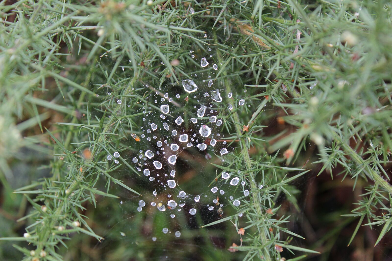 Canon EOS 600D (Rebel EOS T3i / EOS Kiss X5) sample photo. Cobweb, rain, nature photography