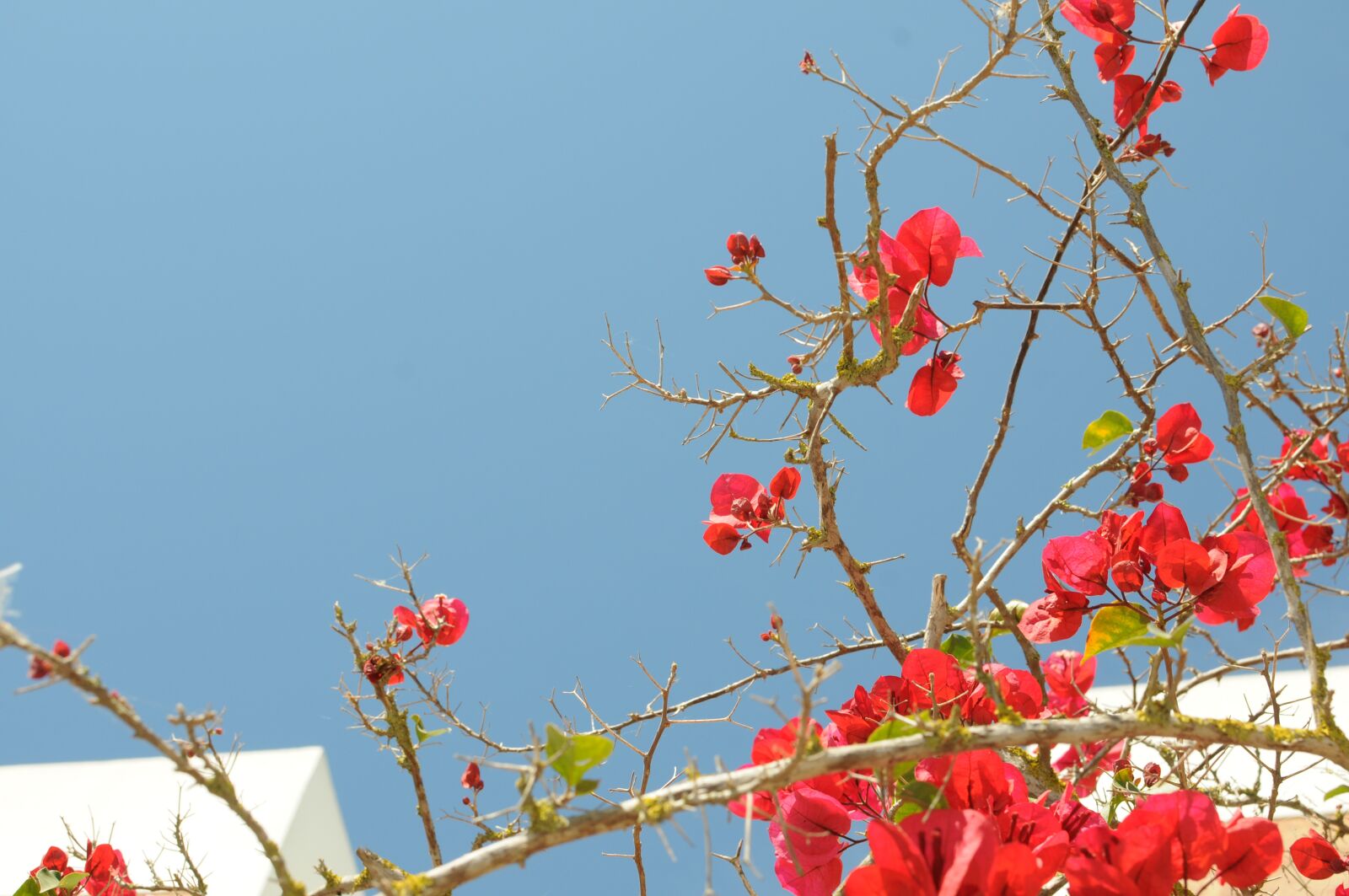 Nikon D300S sample photo. Plant, flower, flourish photography
