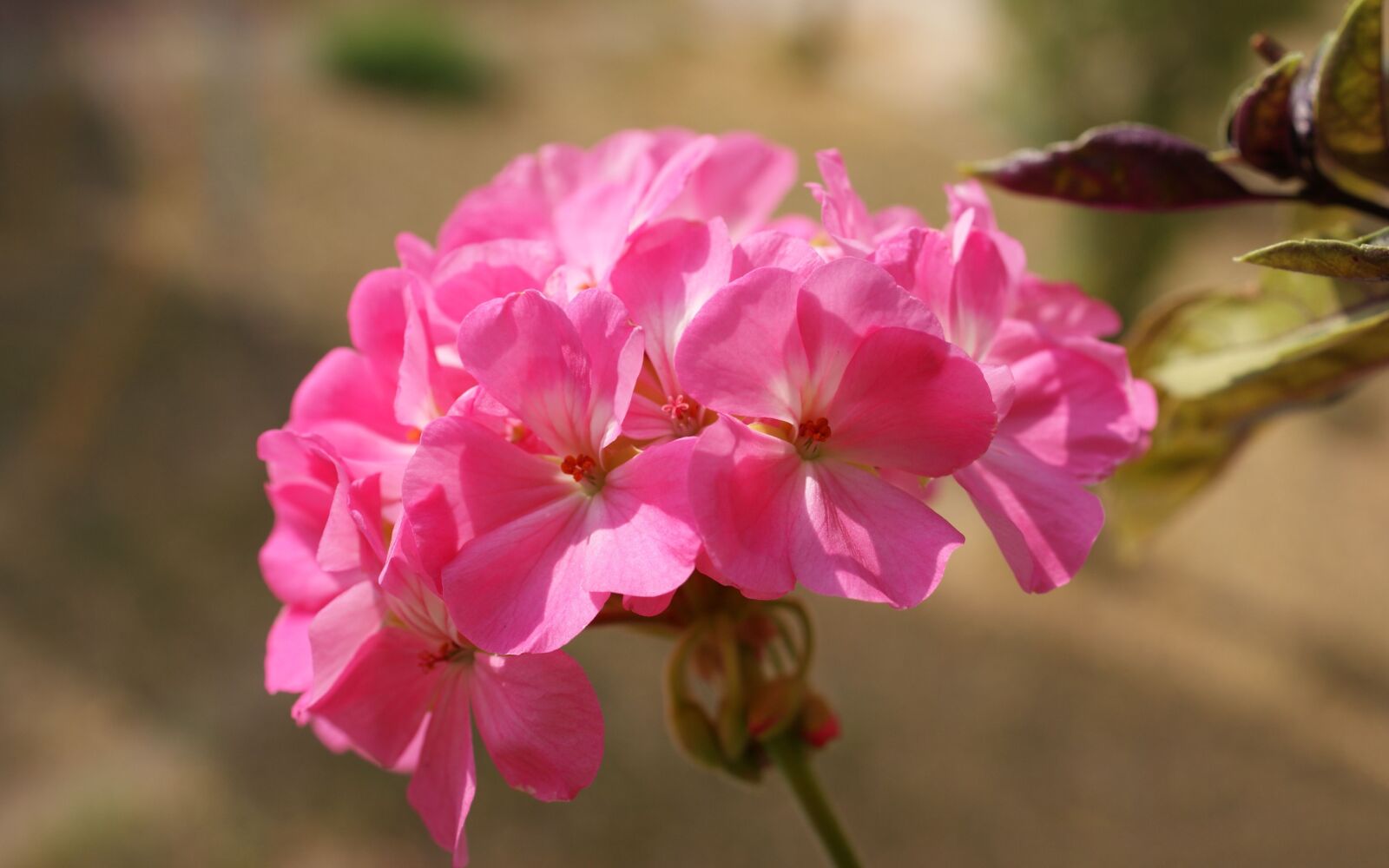 Sony Alpha DSLR-A350 sample photo. Flora, fauna, macro photography