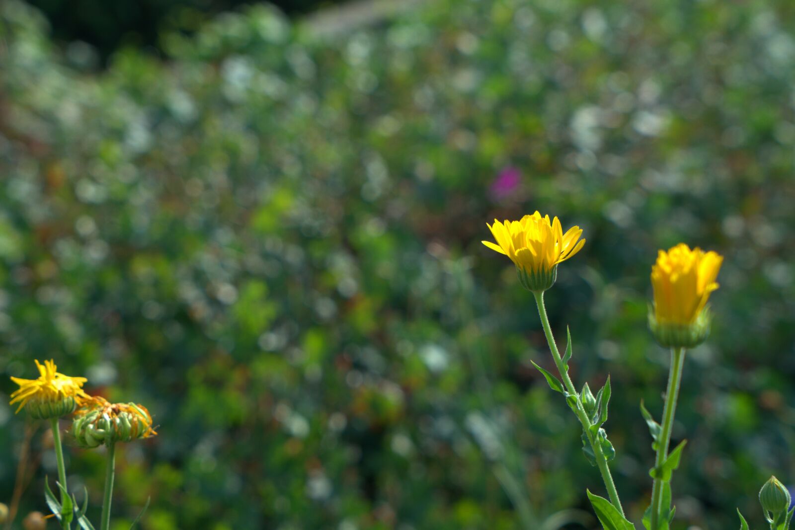 Sony a7 II + Sony Vario Tessar T* FE 24-70mm F4 ZA OSS sample photo. Meadow, summer, flower photography