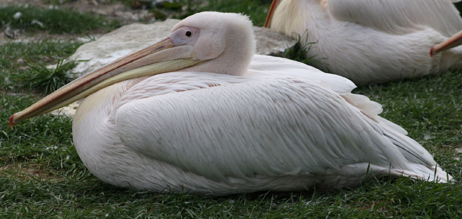 Canon EOS 1000D (EOS Digital Rebel XS / EOS Kiss F) sample photo. Pelican, resting, bird photography