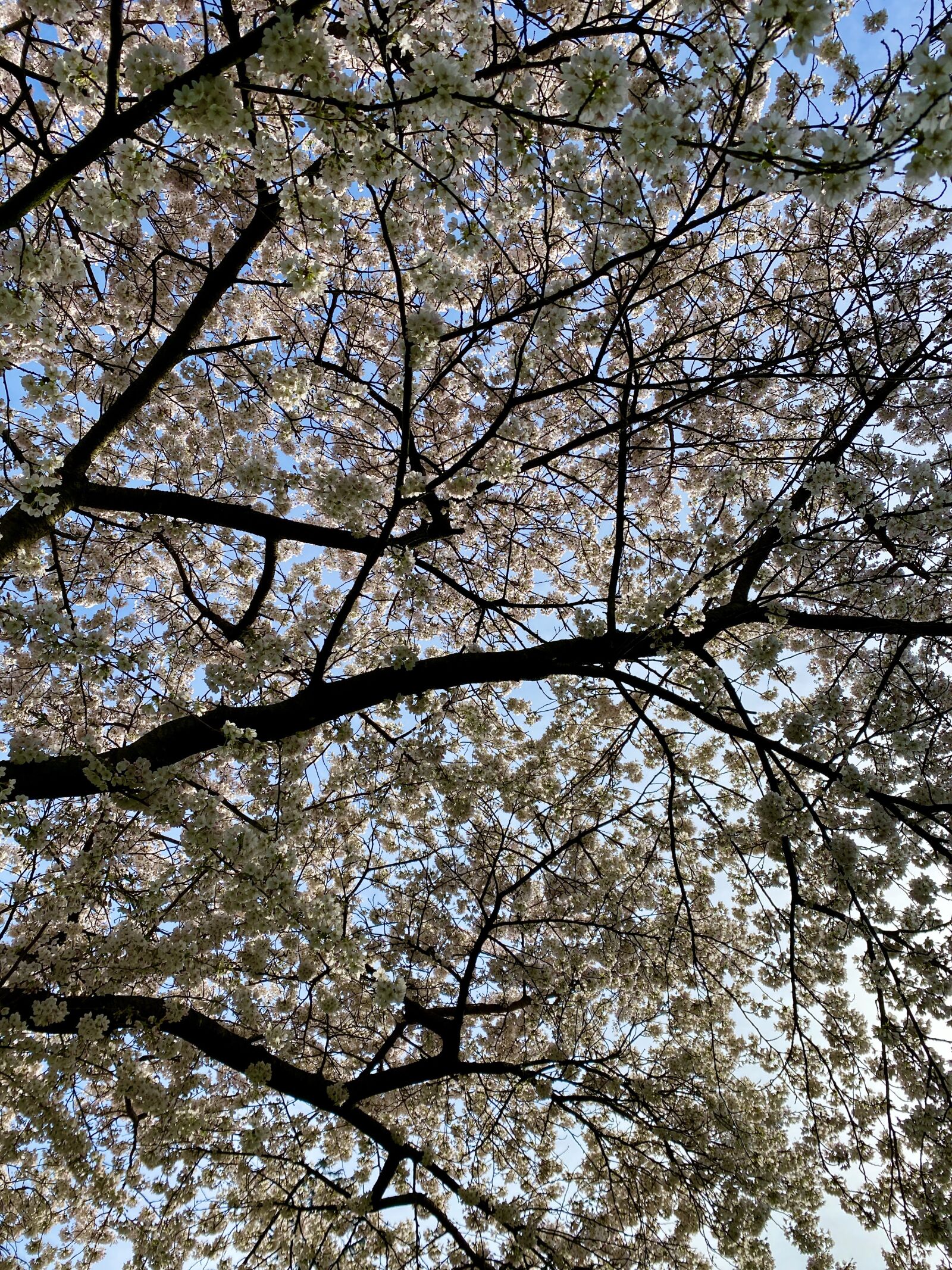 Apple iPhone 11 Pro sample photo. Blossom, spring, tree photography