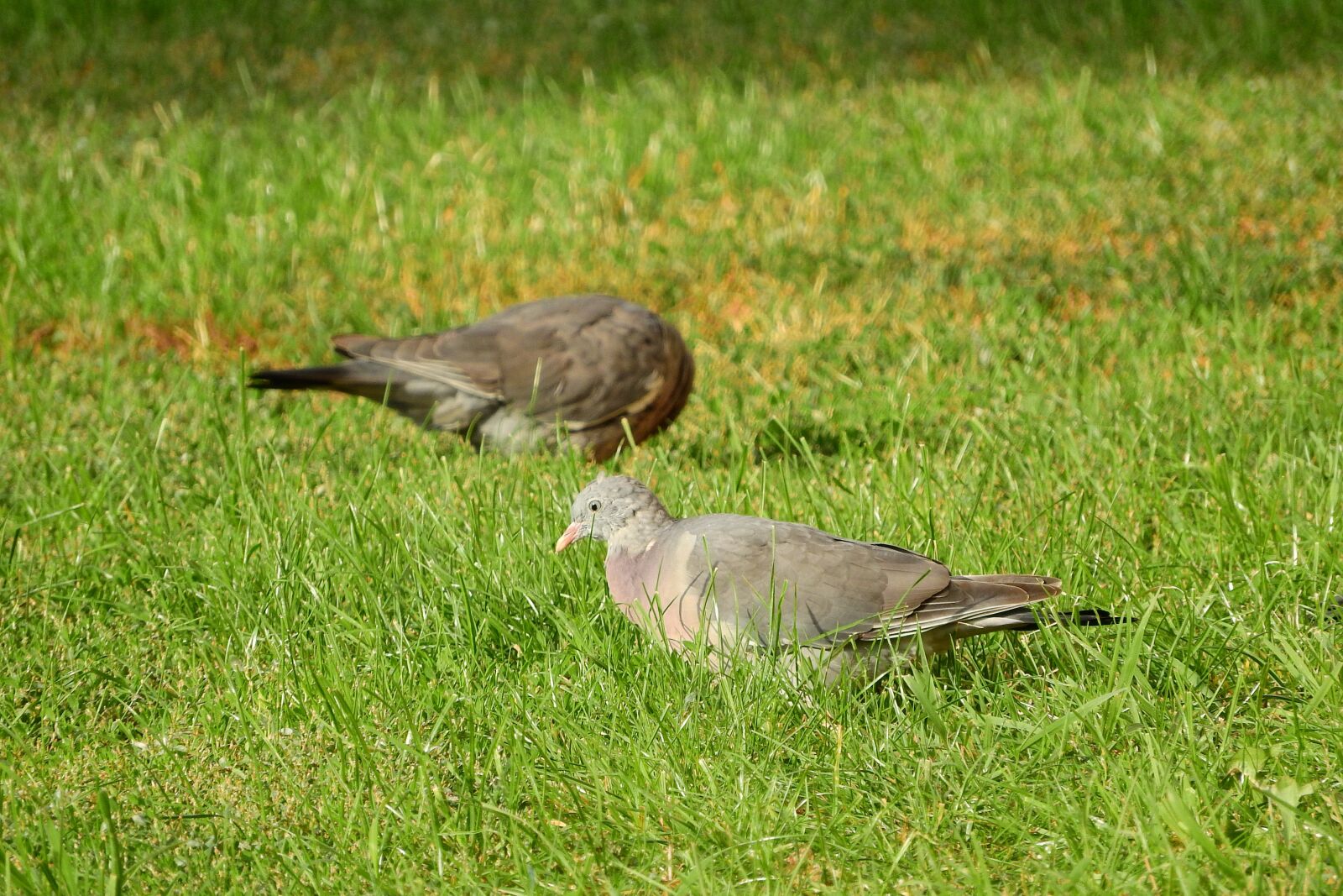 Nikon Coolpix P610 sample photo. Common wood pigeon, columba photography