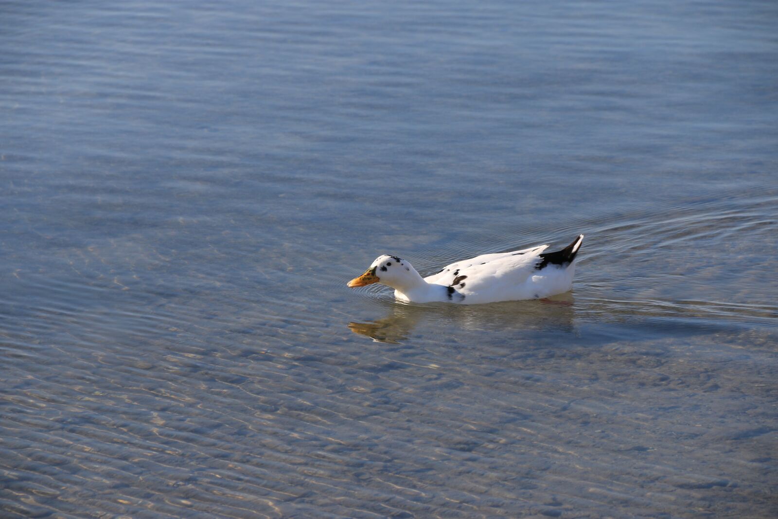 Canon EF-S 18-135mm F3.5-5.6 IS sample photo. Duck, marine, bird photography
