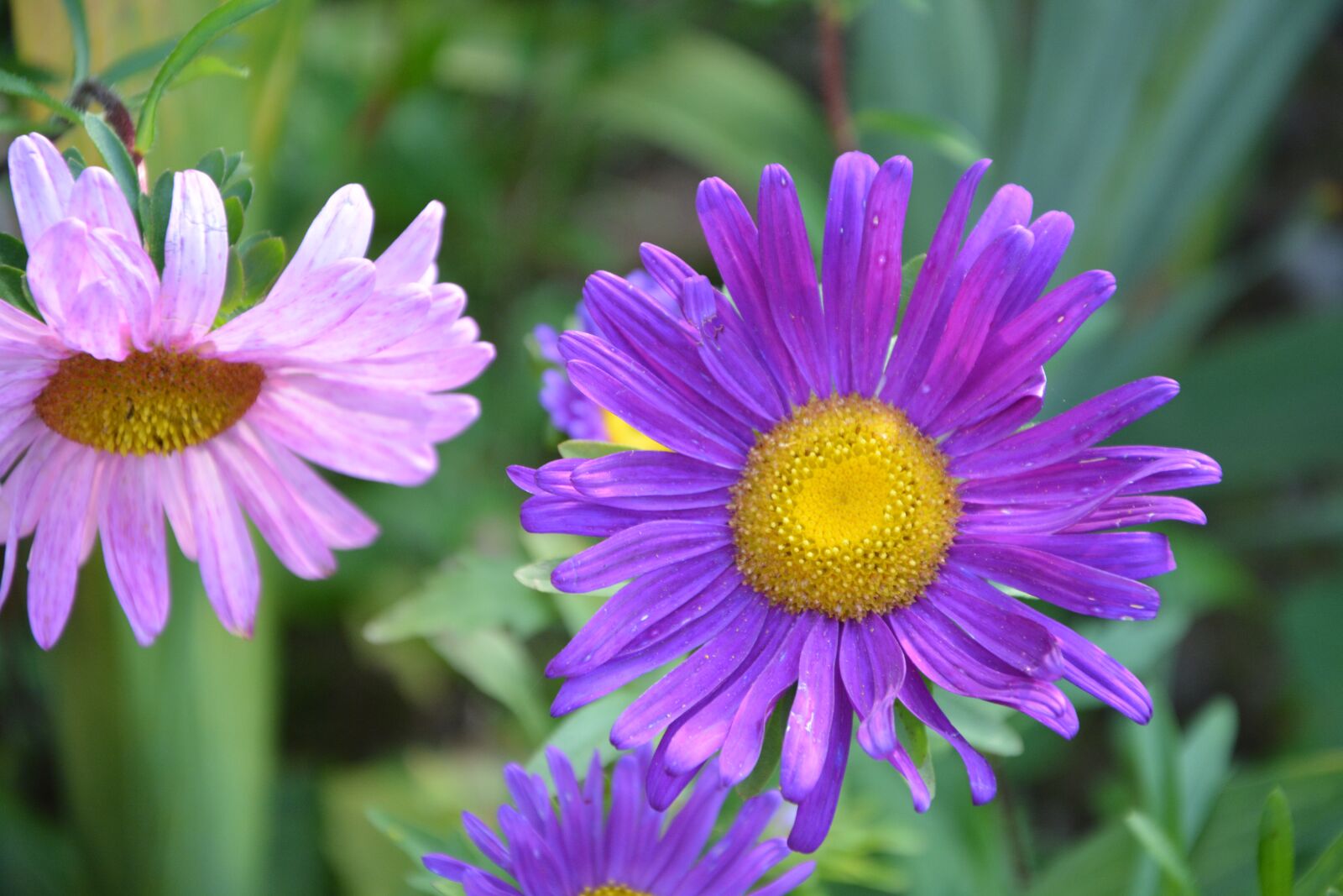 Nikon D5200 sample photo. Flowers flower, purple, purple photography