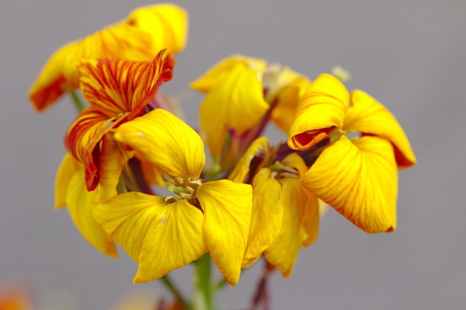 Canon EOS 600D (Rebel EOS T3i / EOS Kiss X5) sample photo. Flower, yellow, petals photography
