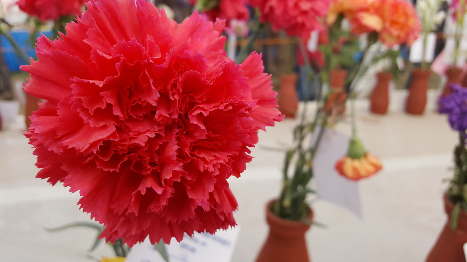 Samsung GALAXY S6 edge sample photo. Beautiful, bloom, blossom, botany photography