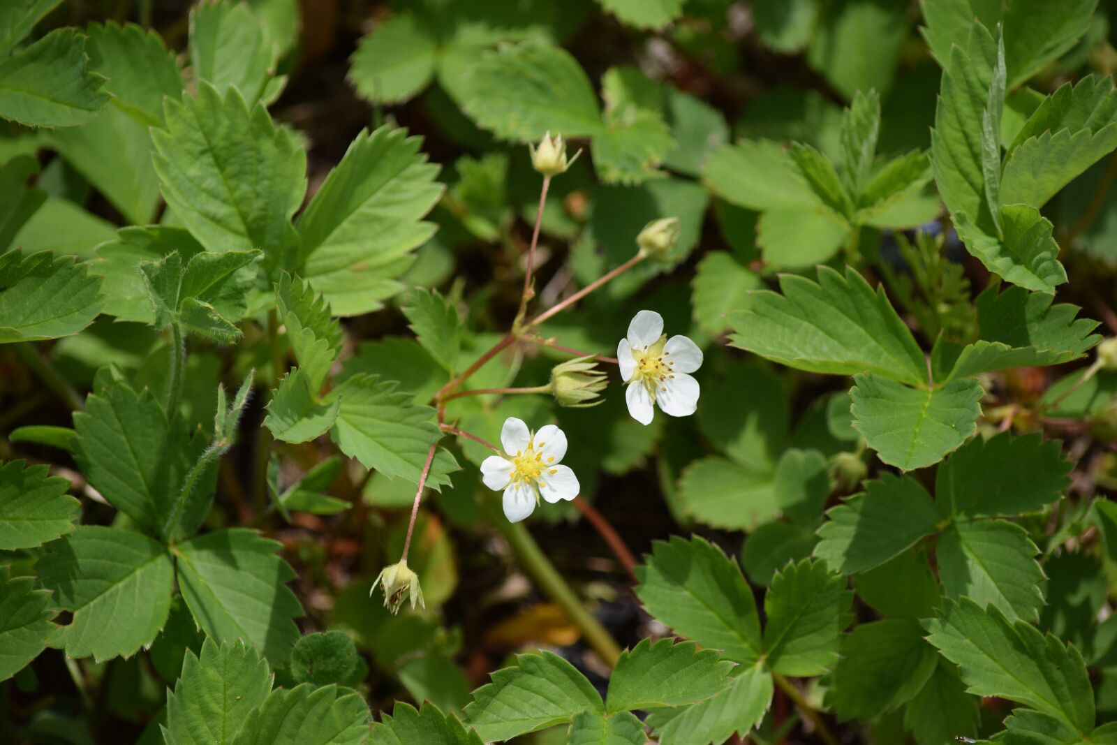 Nikon D5300 sample photo. Blossom, plant, garden photography