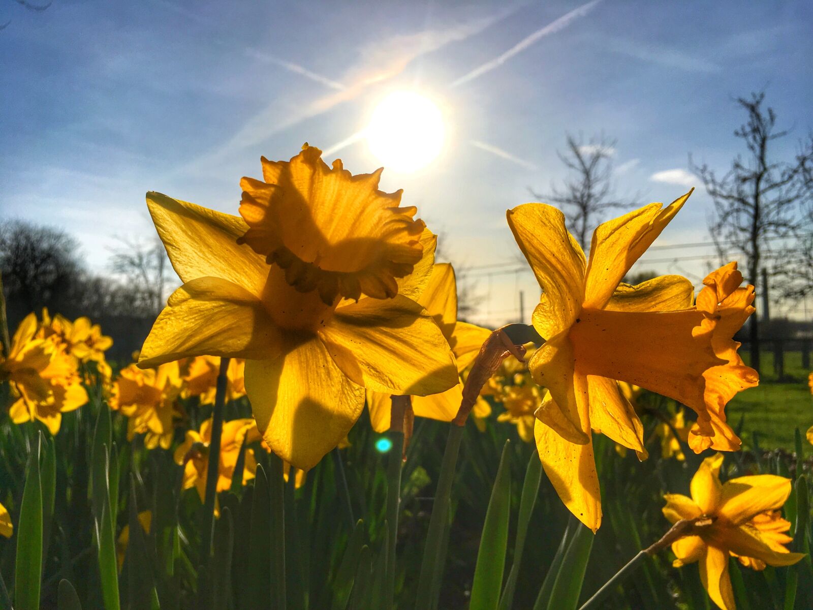 iPhone SE back camera 4.15mm f/2.2 sample photo. Easter, flower, yellow photography