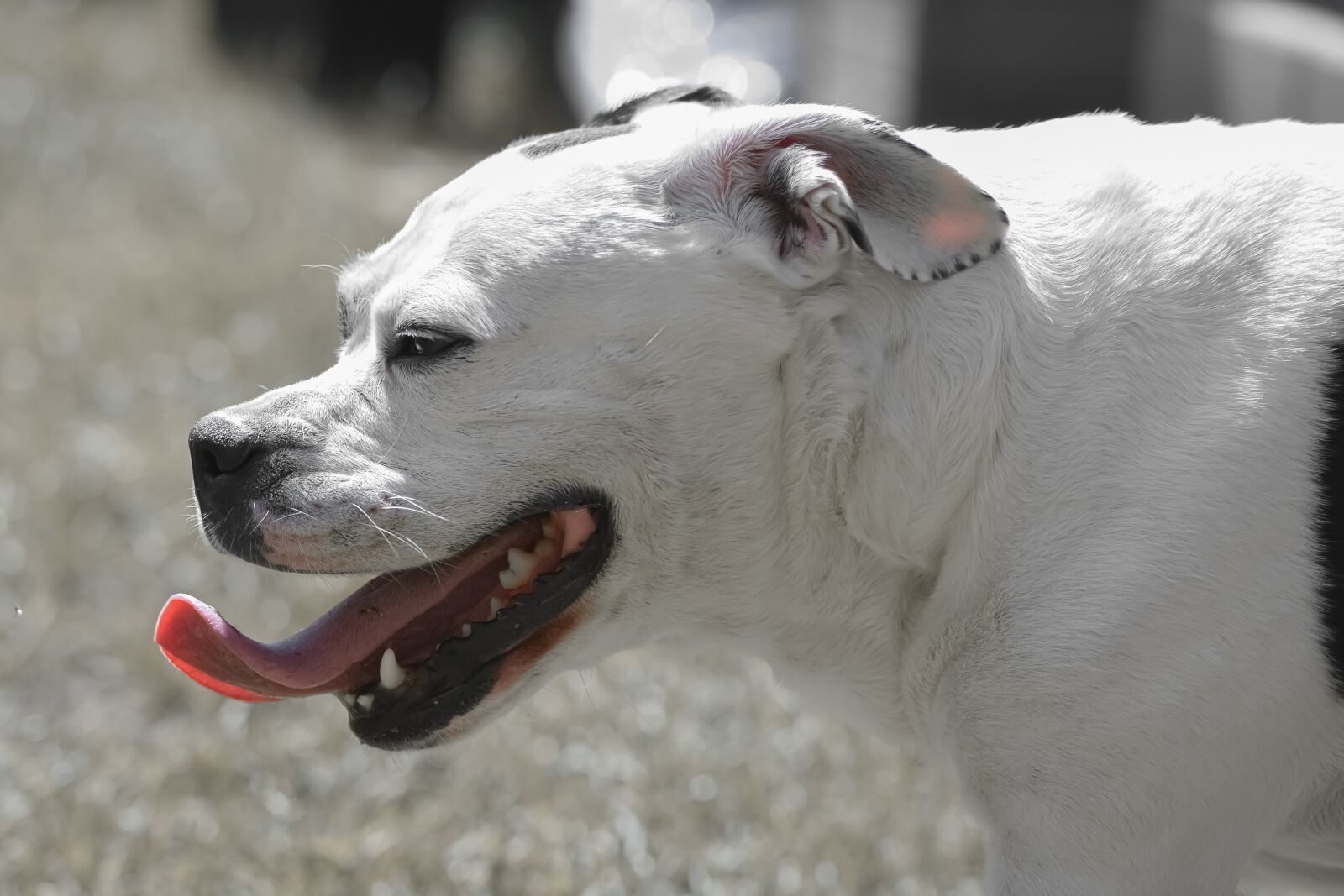 Nikon D7200 sample photo. Stafford mongrel, dog, black photography
