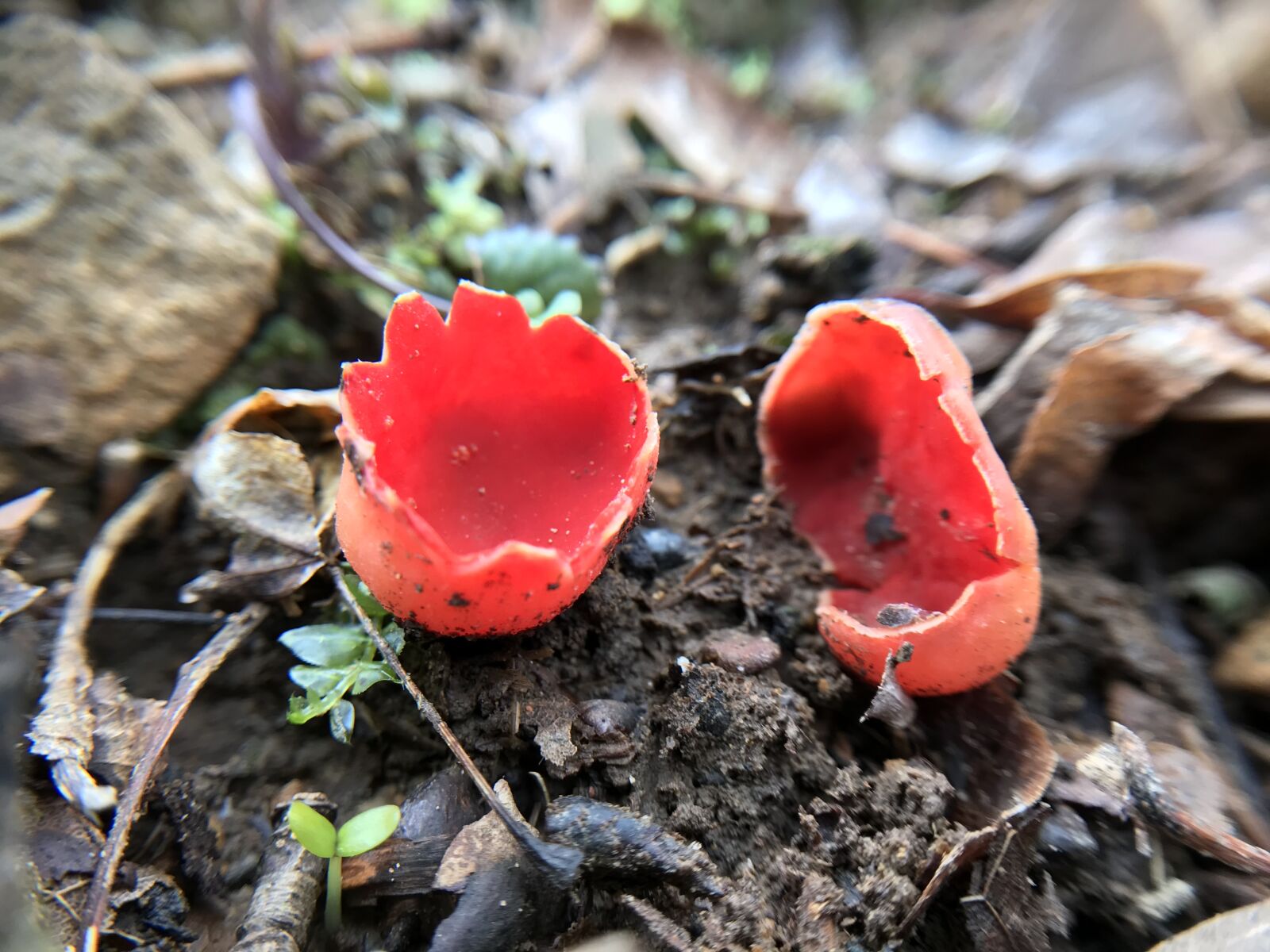 iPhone 7 back camera 3.99mm f/1.8 sample photo. Scarlet cups, fungi, mush photography