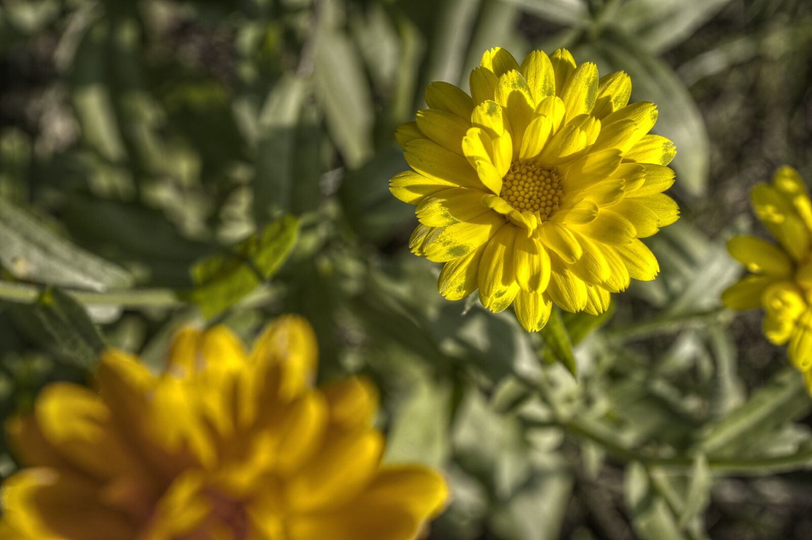 Nikon D300 sample photo. Flower, nature, garden photography