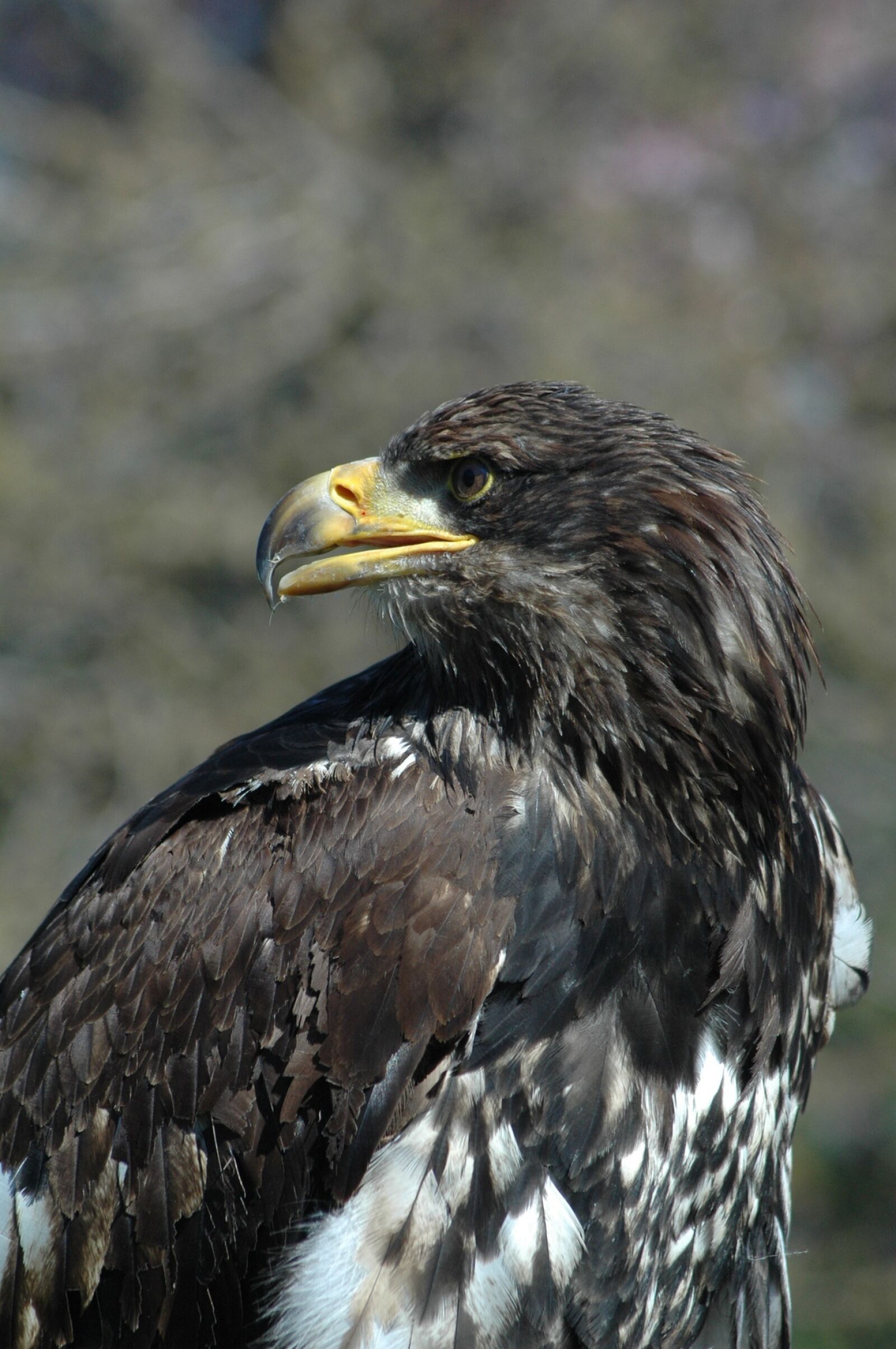 Nikon D70s sample photo. Eagle 6, raptor, sitting photography