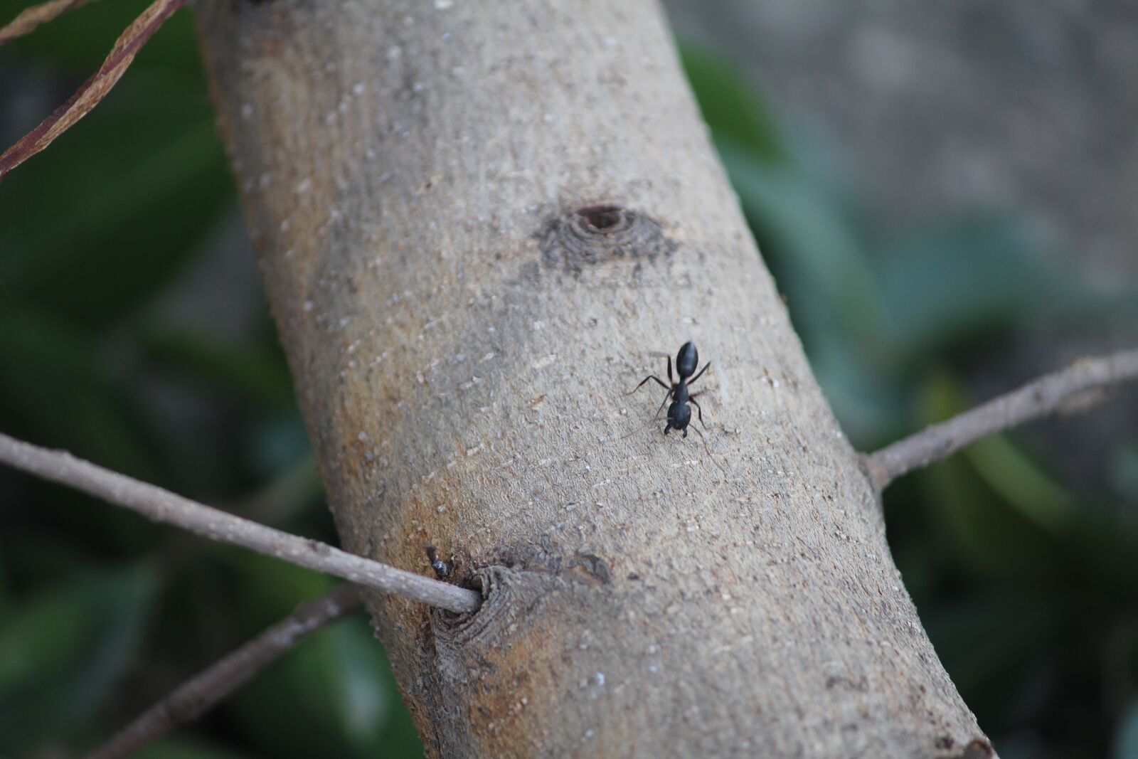 Canon EOS 1200D (EOS Rebel T5 / EOS Kiss X70 / EOS Hi) sample photo. Ant, wood, tree photography