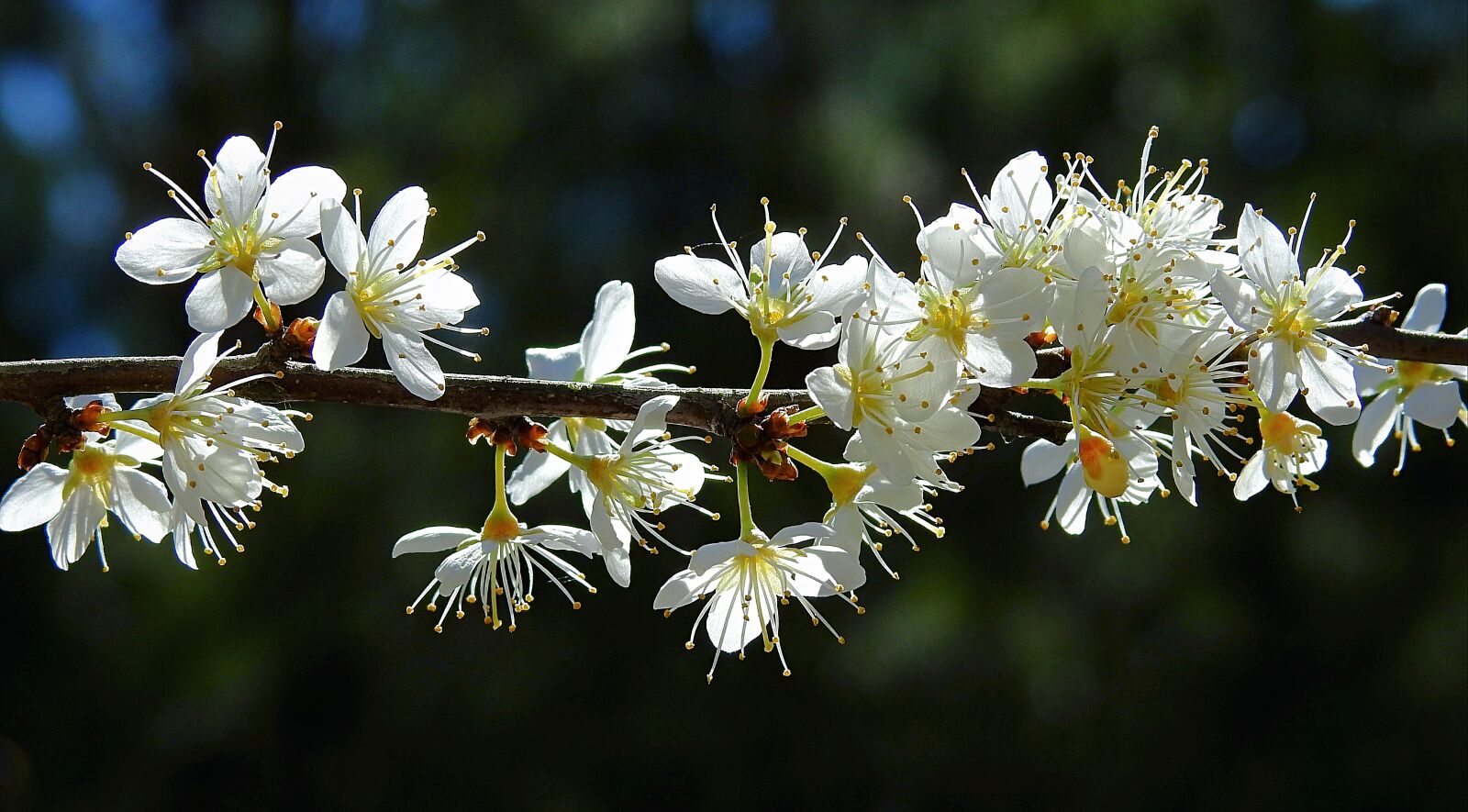 Nikon Coolpix P900 sample photo. Blooming, flowers, spring photography