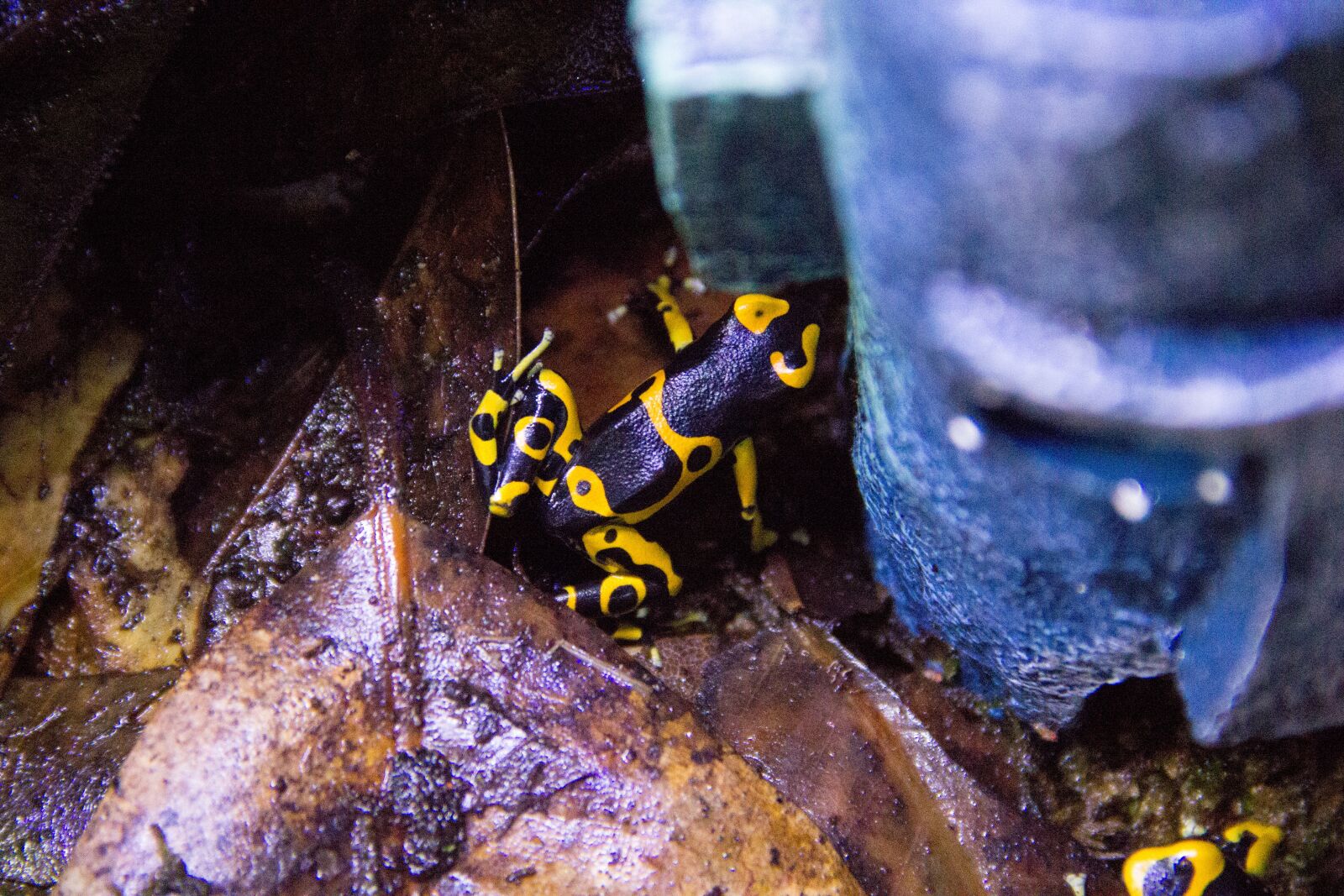 Canon EOS 60D sample photo. Nature, animal, frog photography