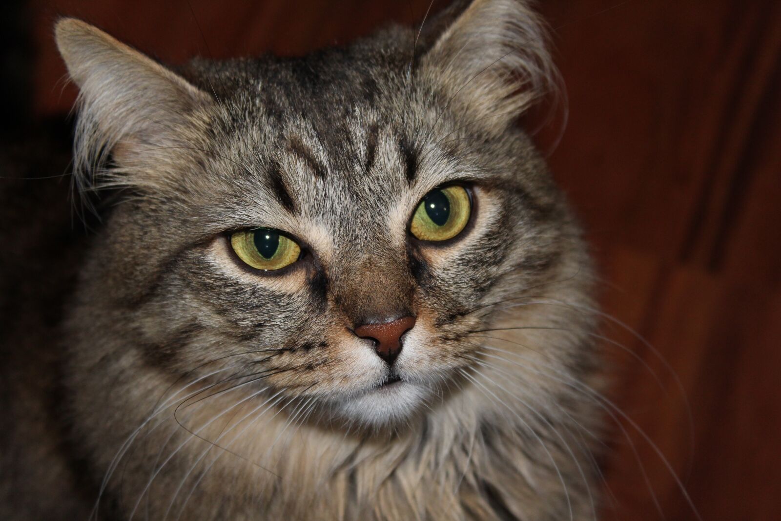 Canon EOS 1300D (EOS Rebel T6 / EOS Kiss X80) sample photo. Cat, animals, predator photography