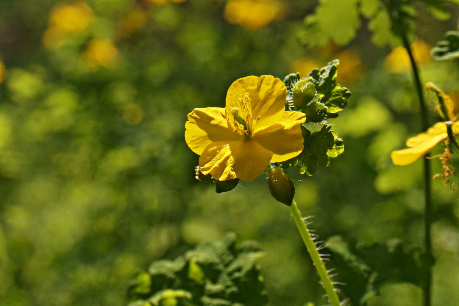 Sony Alpha a5000 (ILCE 5000) + Sony E 16-50mm F3.5-5.6 PZ OSS sample photo. Celandine, yellow, yellow flowers photography