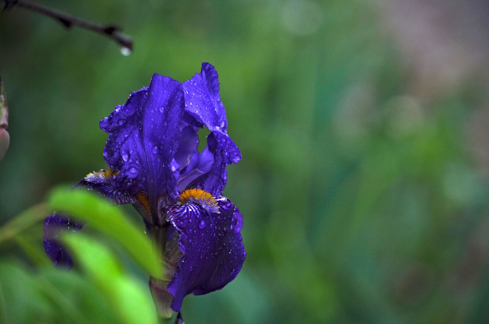 Nikon D90 sample photo. Iris, lily, blossom photography