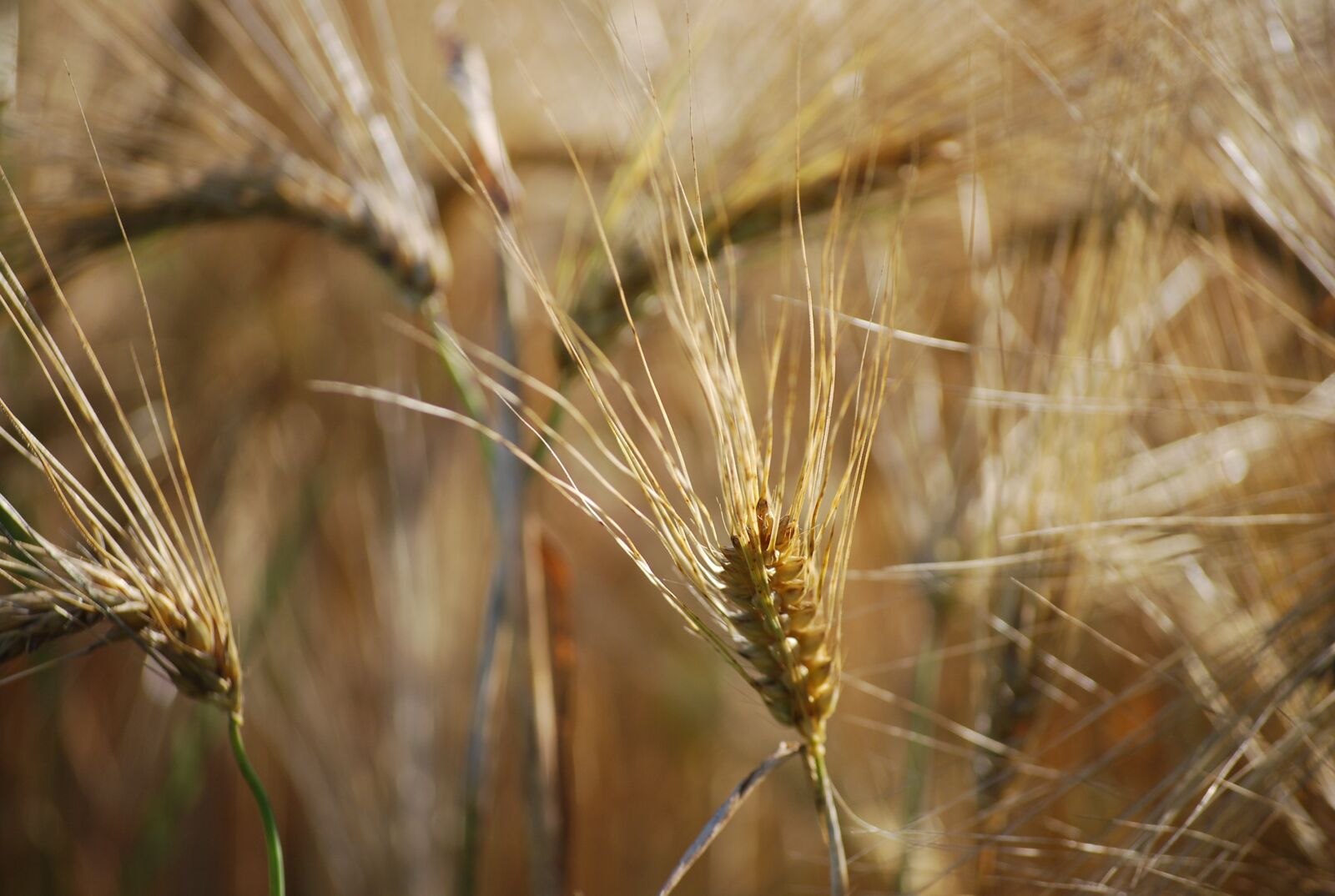 Nikon D40X sample photo. Ear, wheat, beige photography