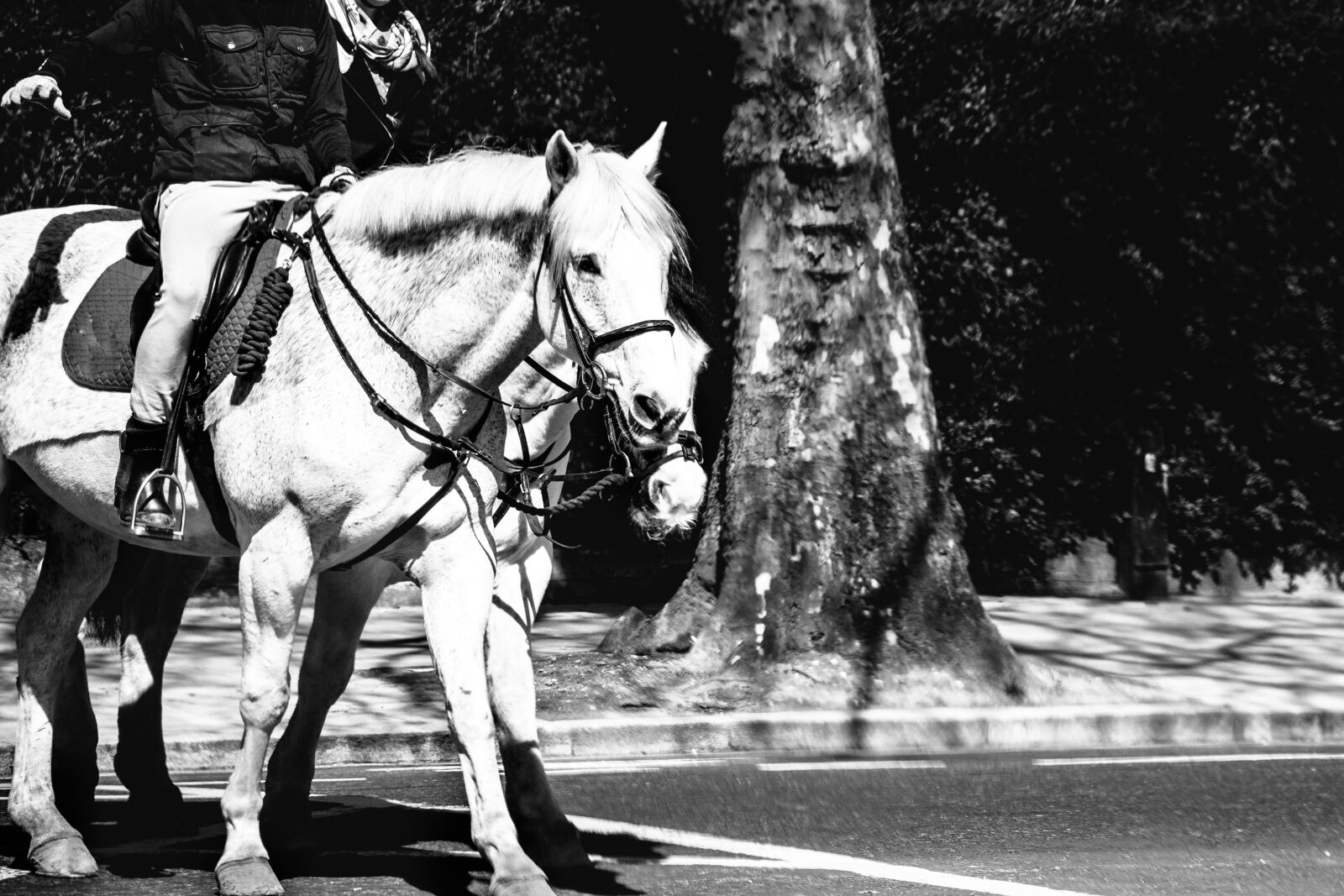 Nikon D3300 sample photo. Animal, b w, black photography