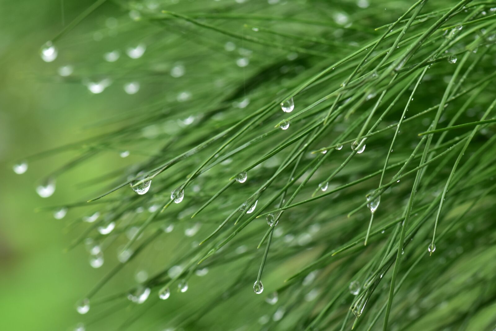 Nikon D3400 sample photo. Pine, pinus, needle leaves photography