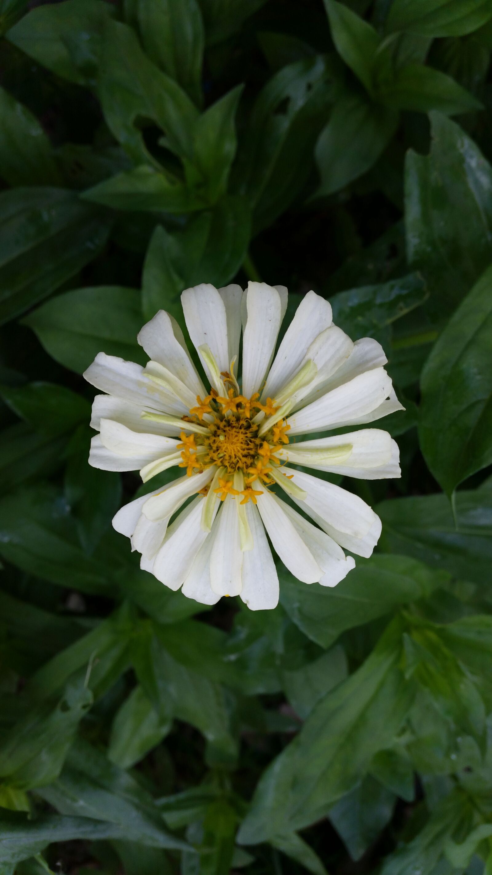 Samsung Galaxy S5 sample photo. Flower, flowers, flowers thailand photography