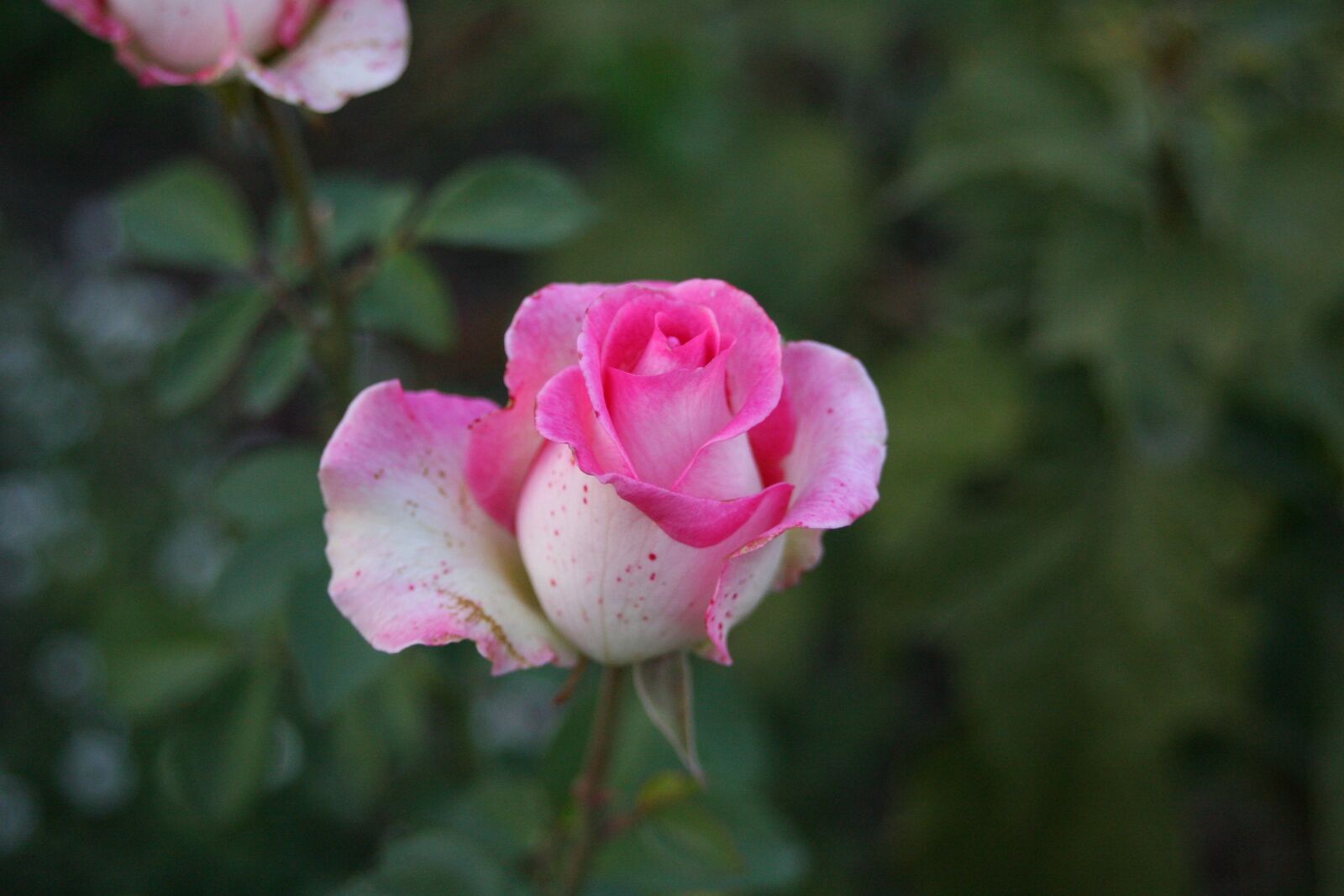 Canon EOS-1D Mark II N sample photo. Rose, flower, beautiful flower photography