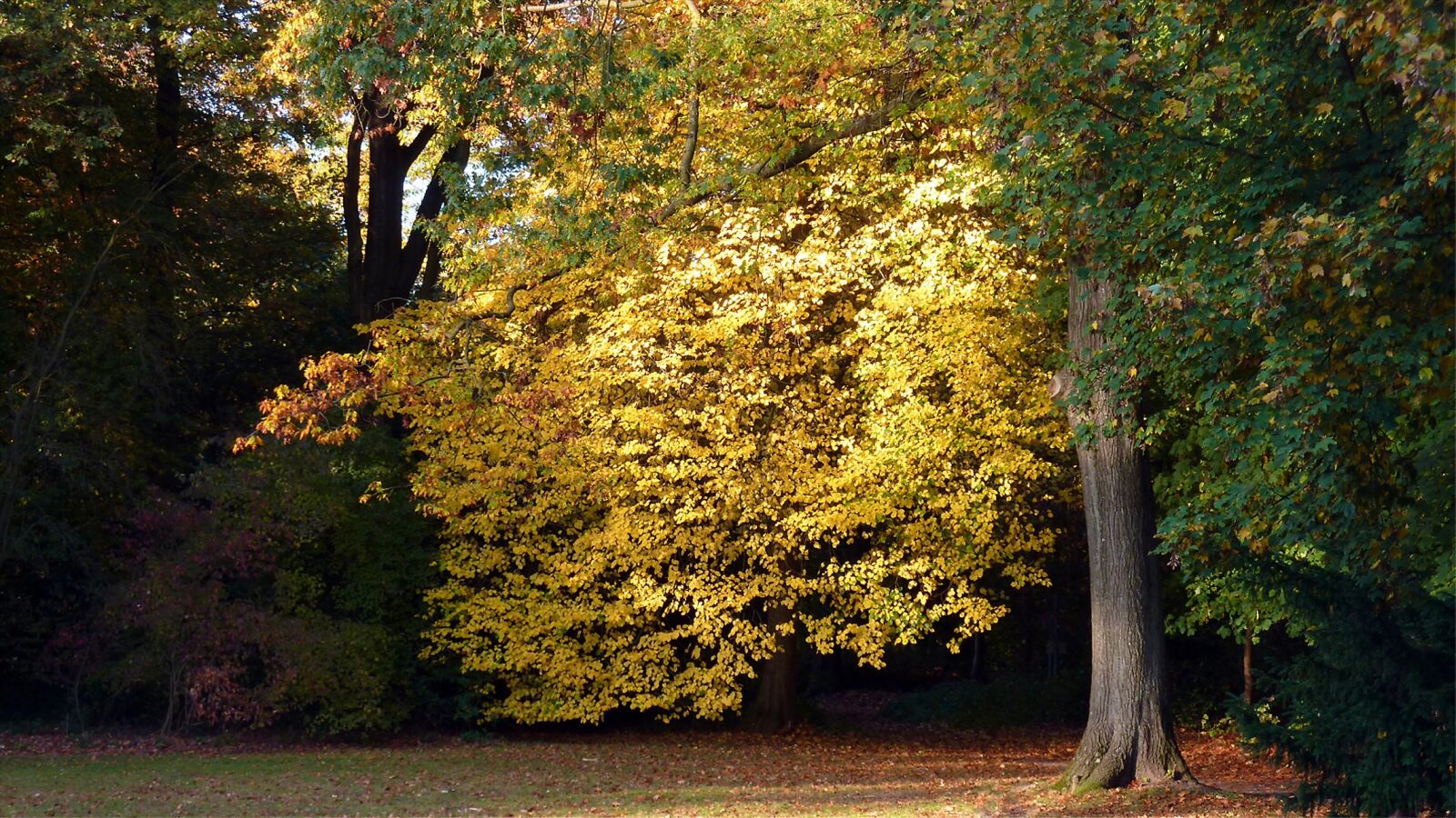 Panasonic DMC-TZ7 sample photo. Autumn, autumn leaf, fall photography