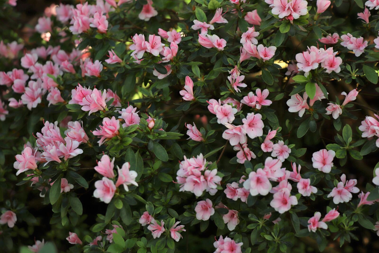Canon EOS 77D (EOS 9000D / EOS 770D) sample photo. Flowers, field, bloom photography