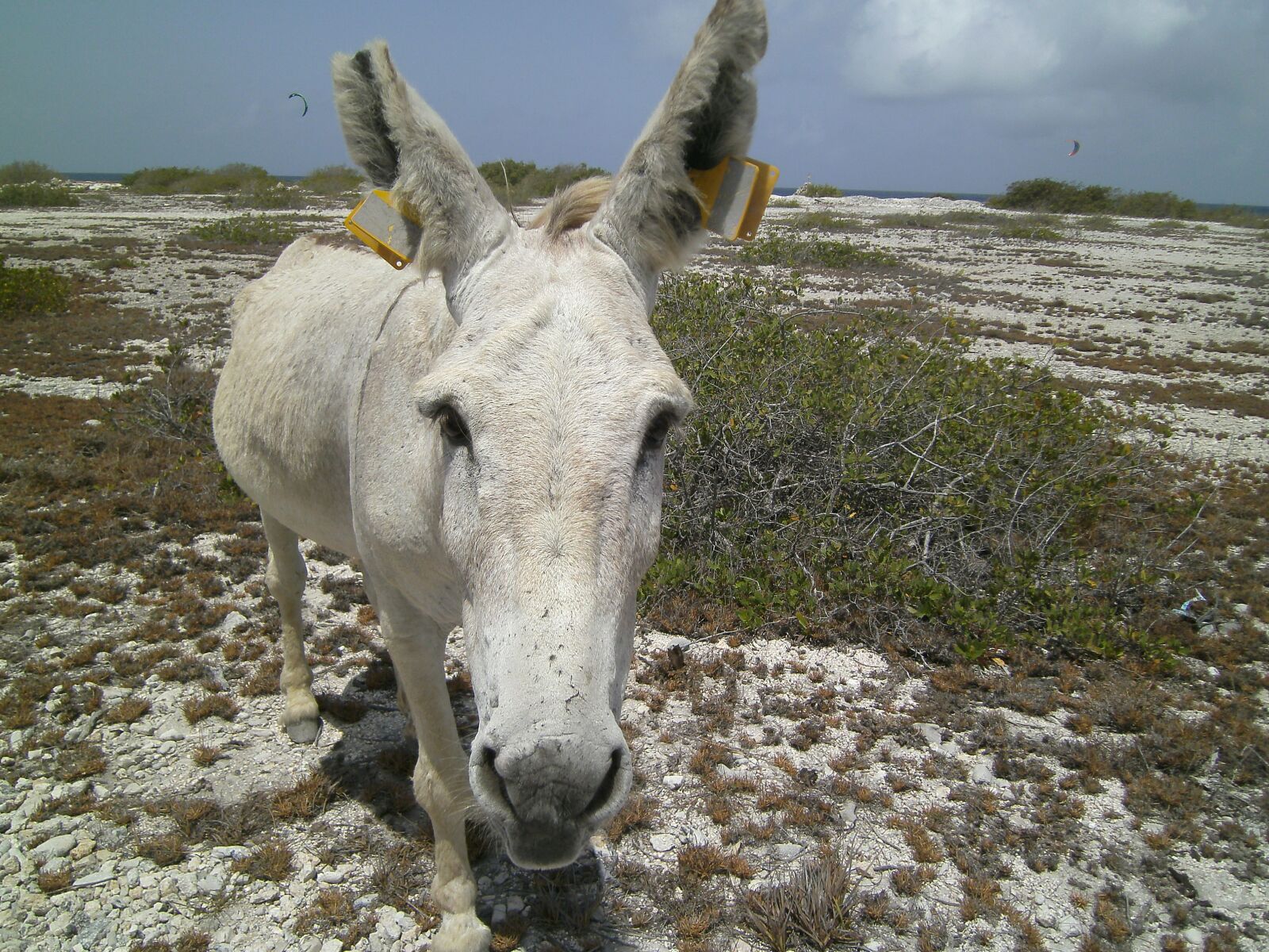 SeaLife                 DC1400 sample photo. Donkey, ass, bonaire photography